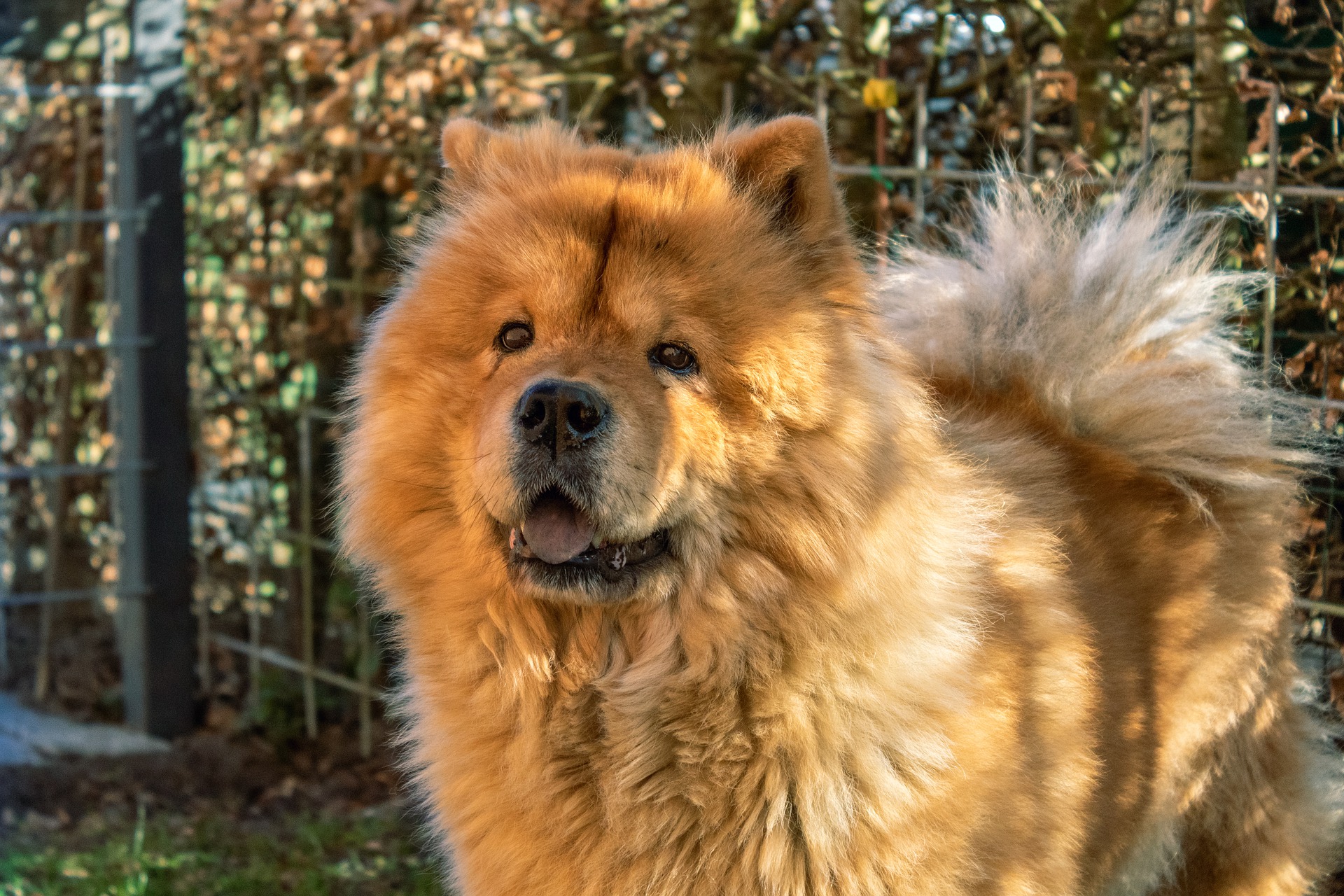 Køb chow chow