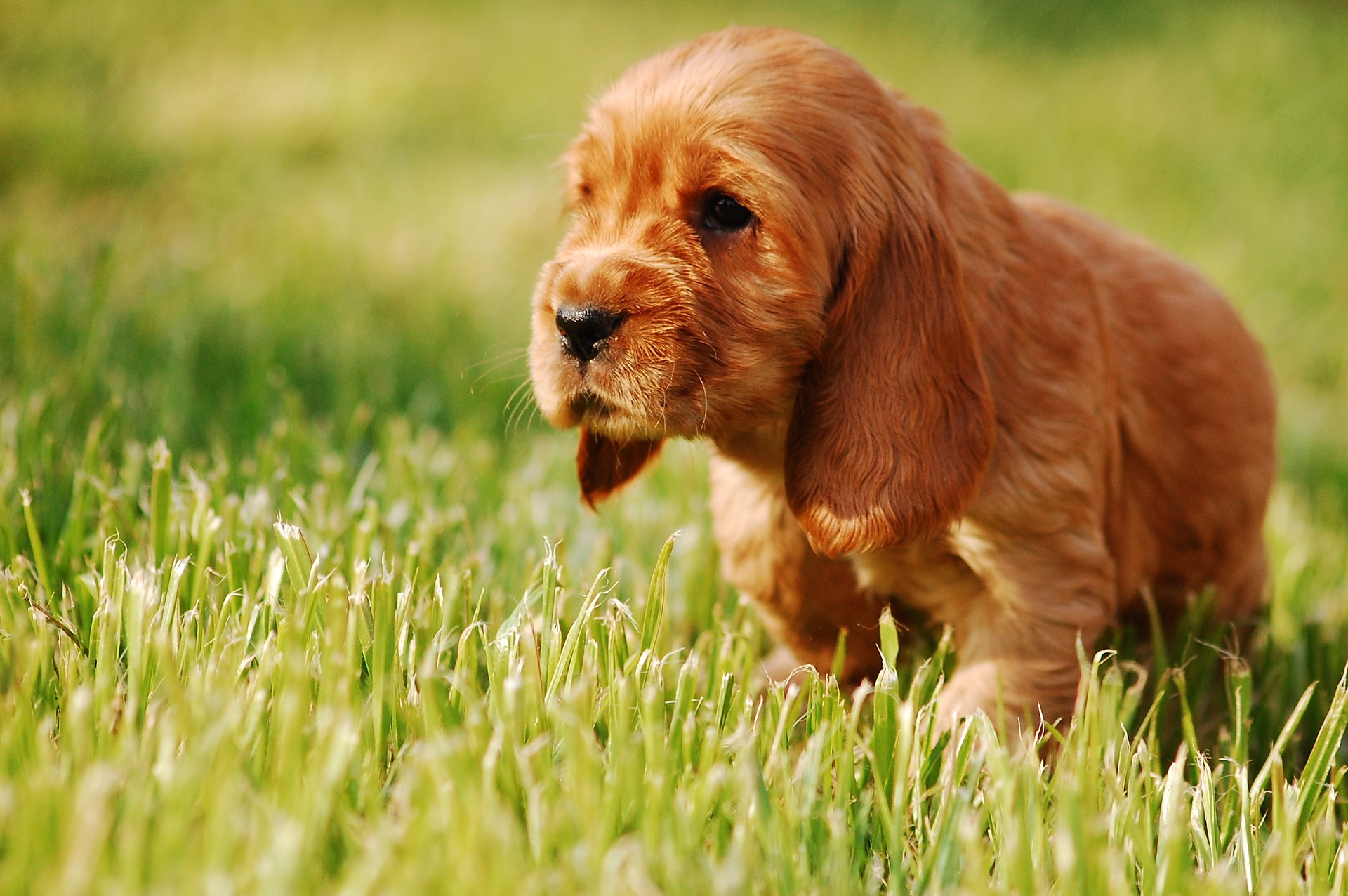 Køb cocker spaniel