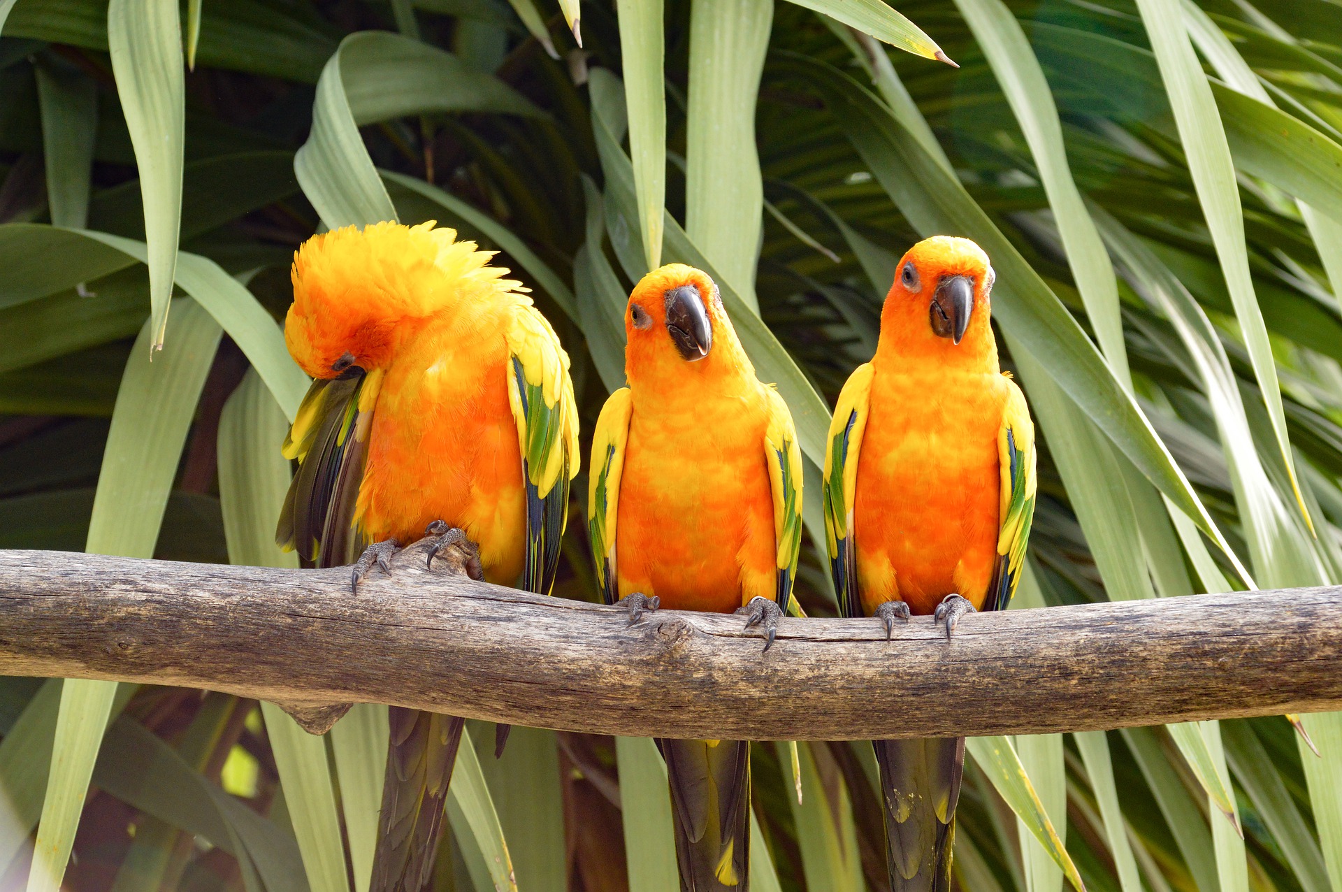 Køb conure