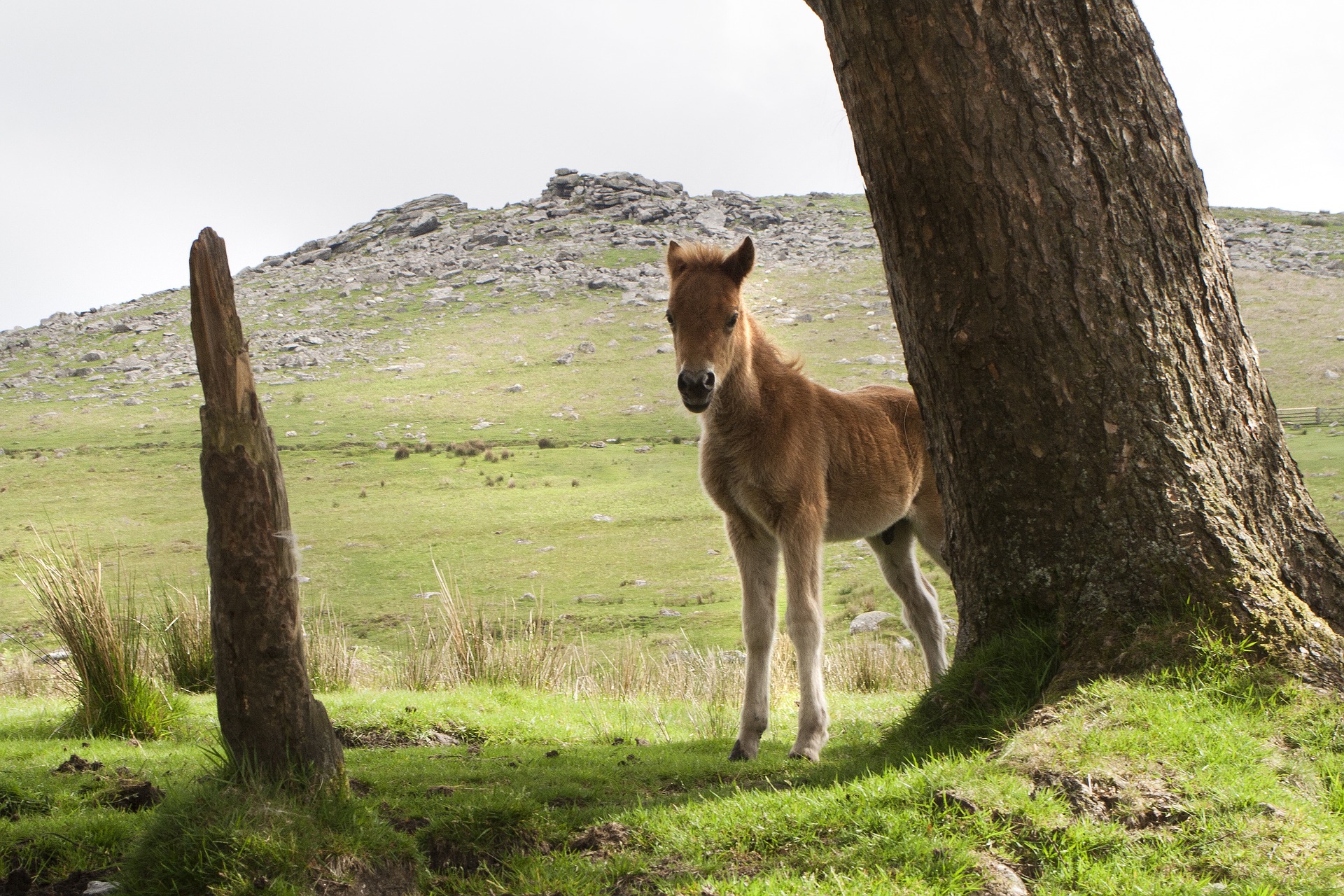 Køb dartmoor