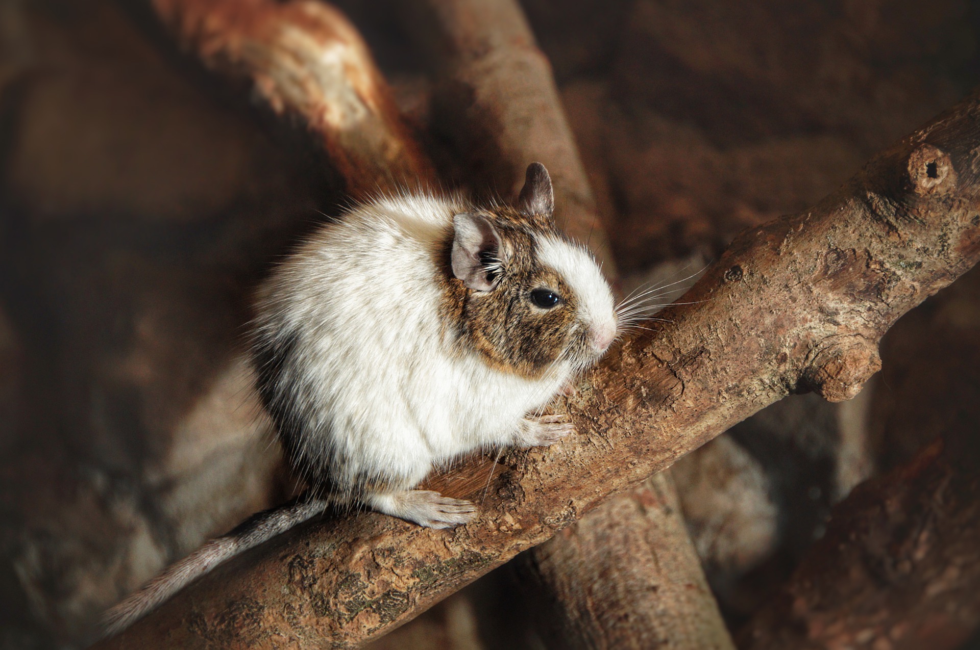 Køb degu
