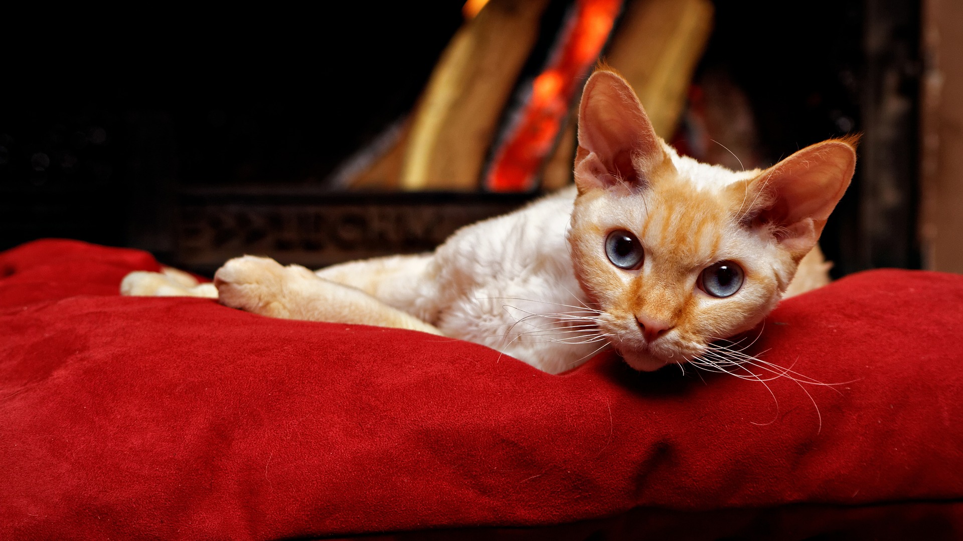 Køb devon rex