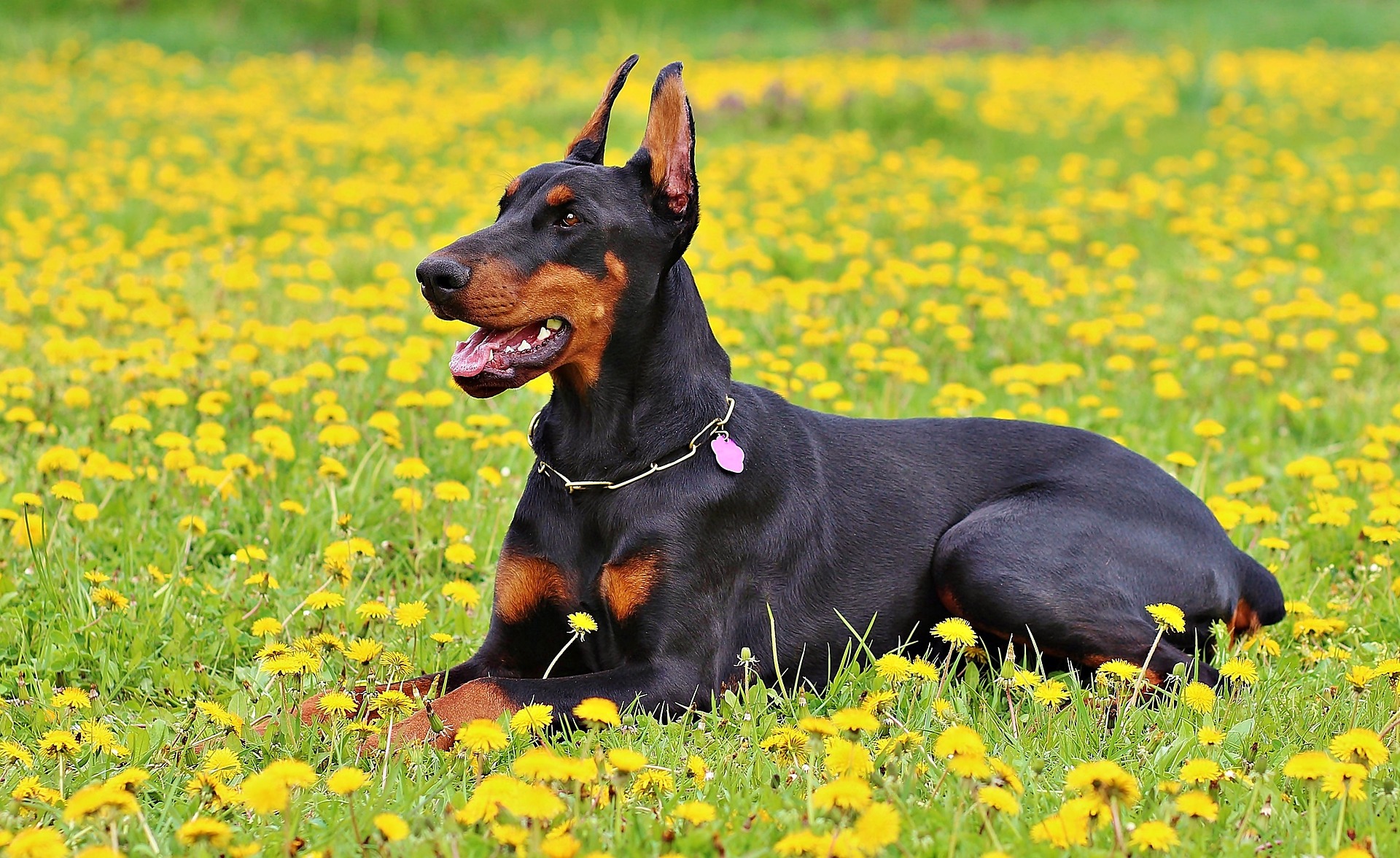 Køb dobermann