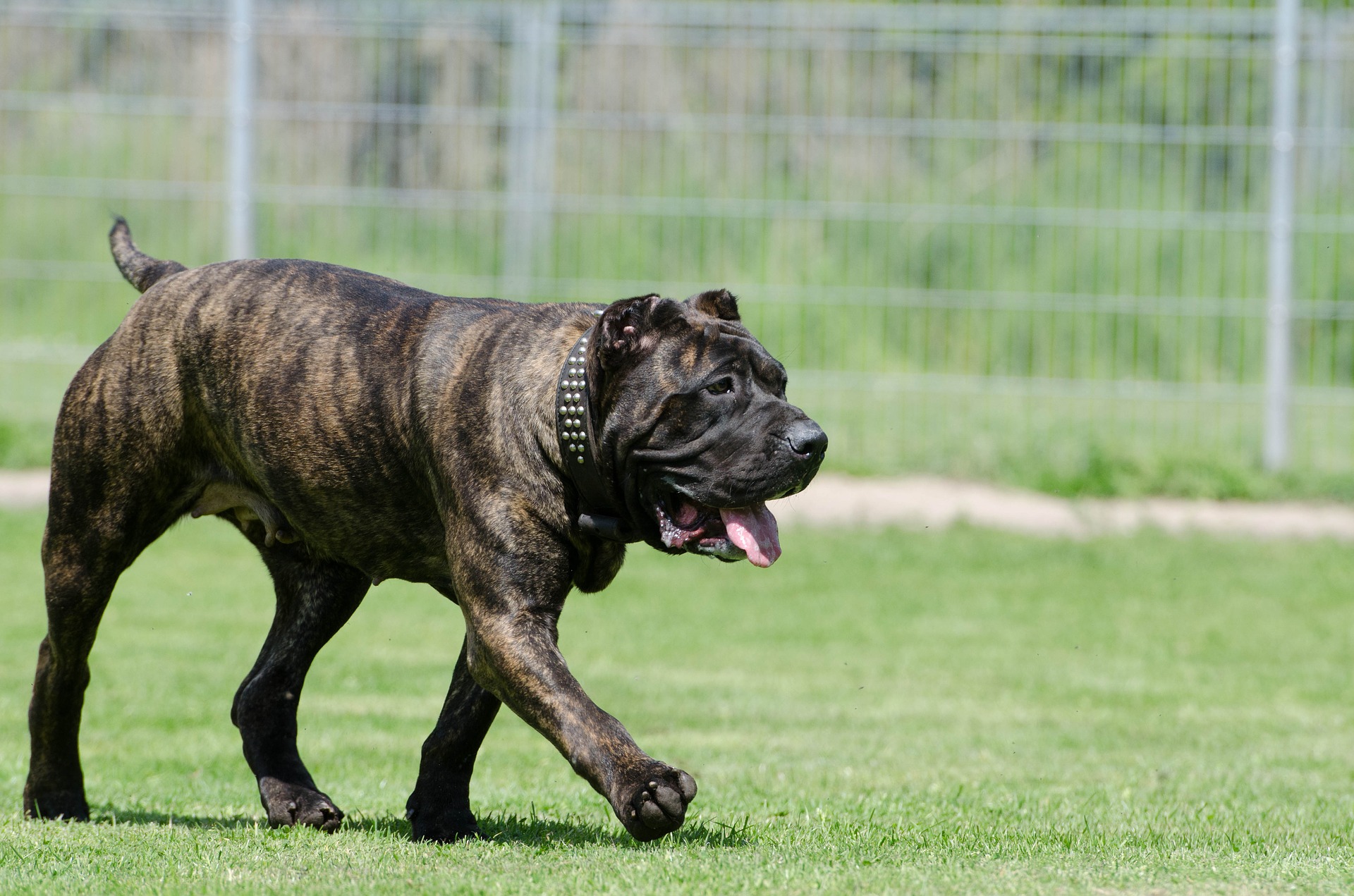 Køb dogo canario