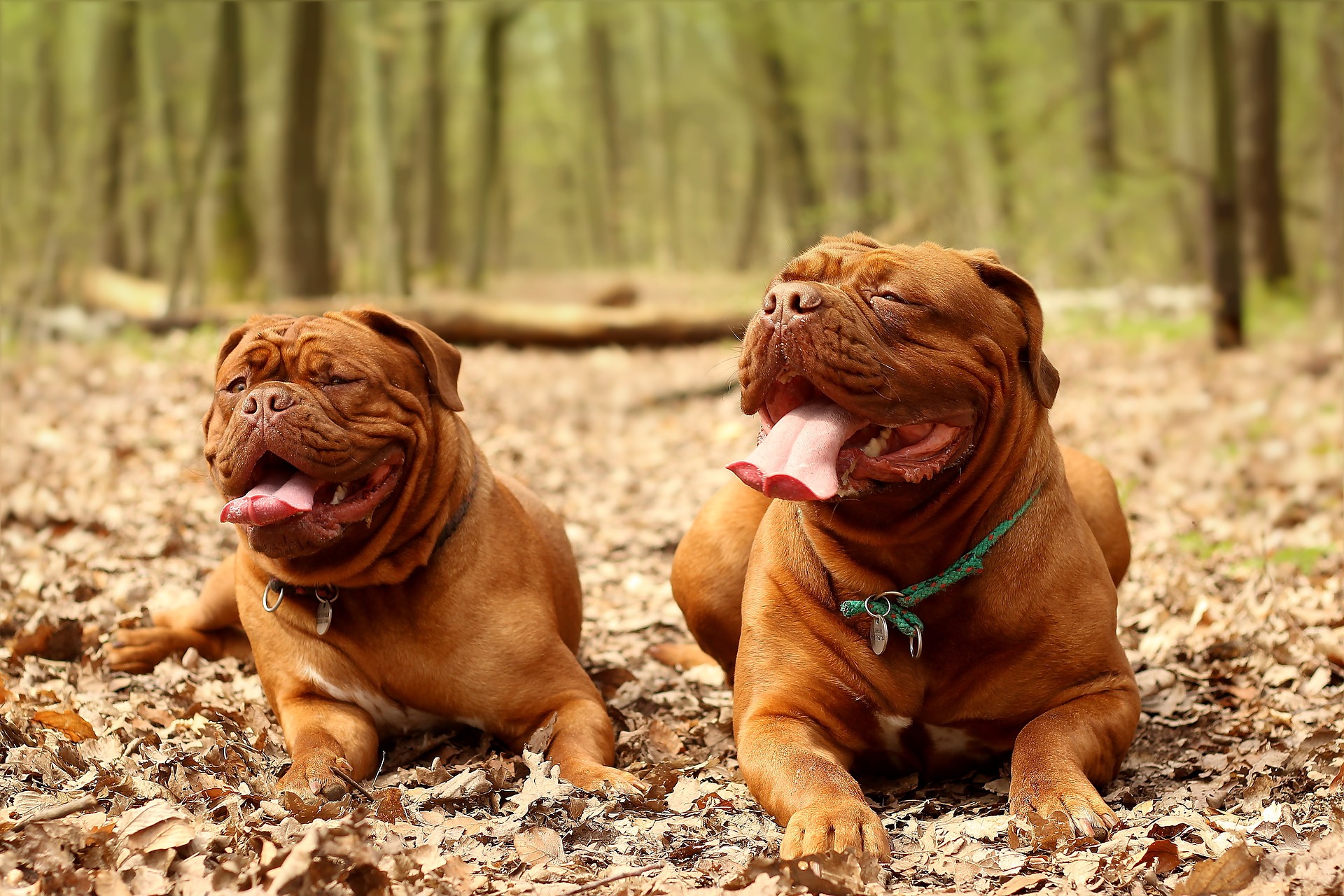 Køb dogue de bordeaux