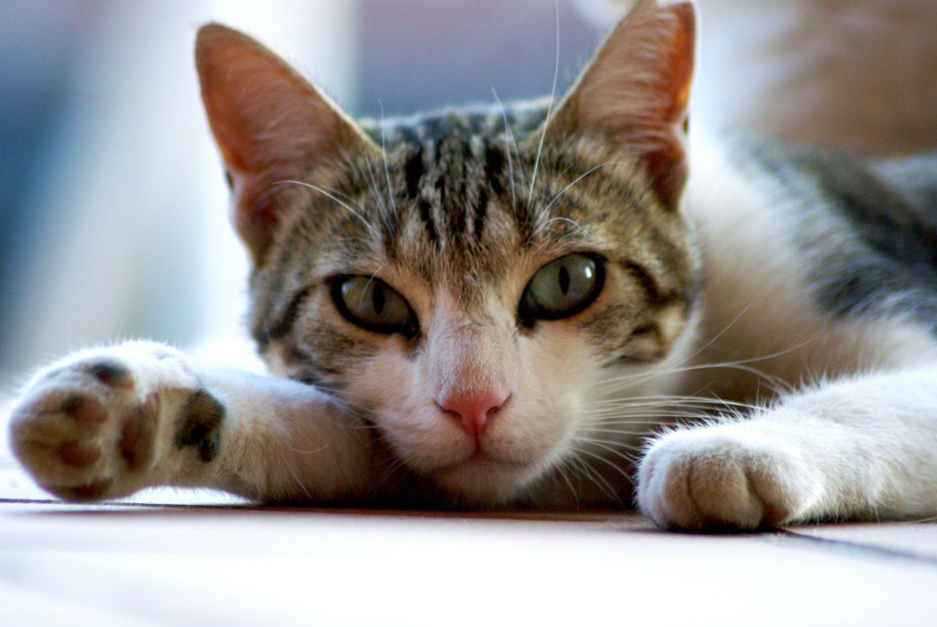 Køb egyptian mau
