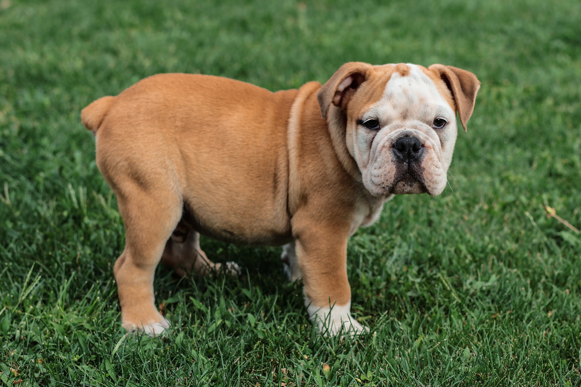 Køb engelsk bulldog