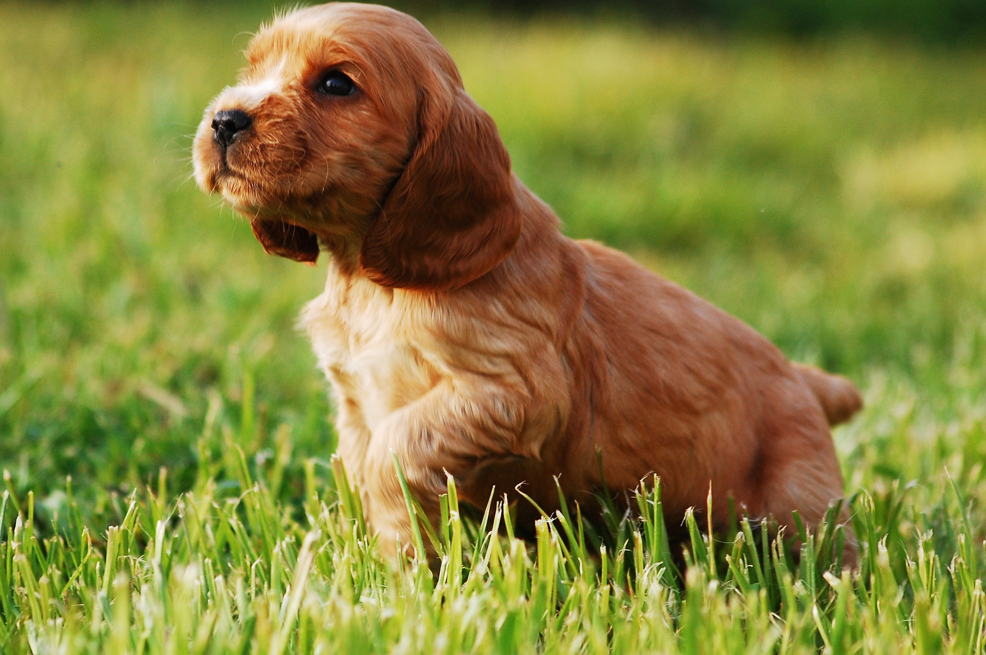 Køb engelsk cocker spaniel