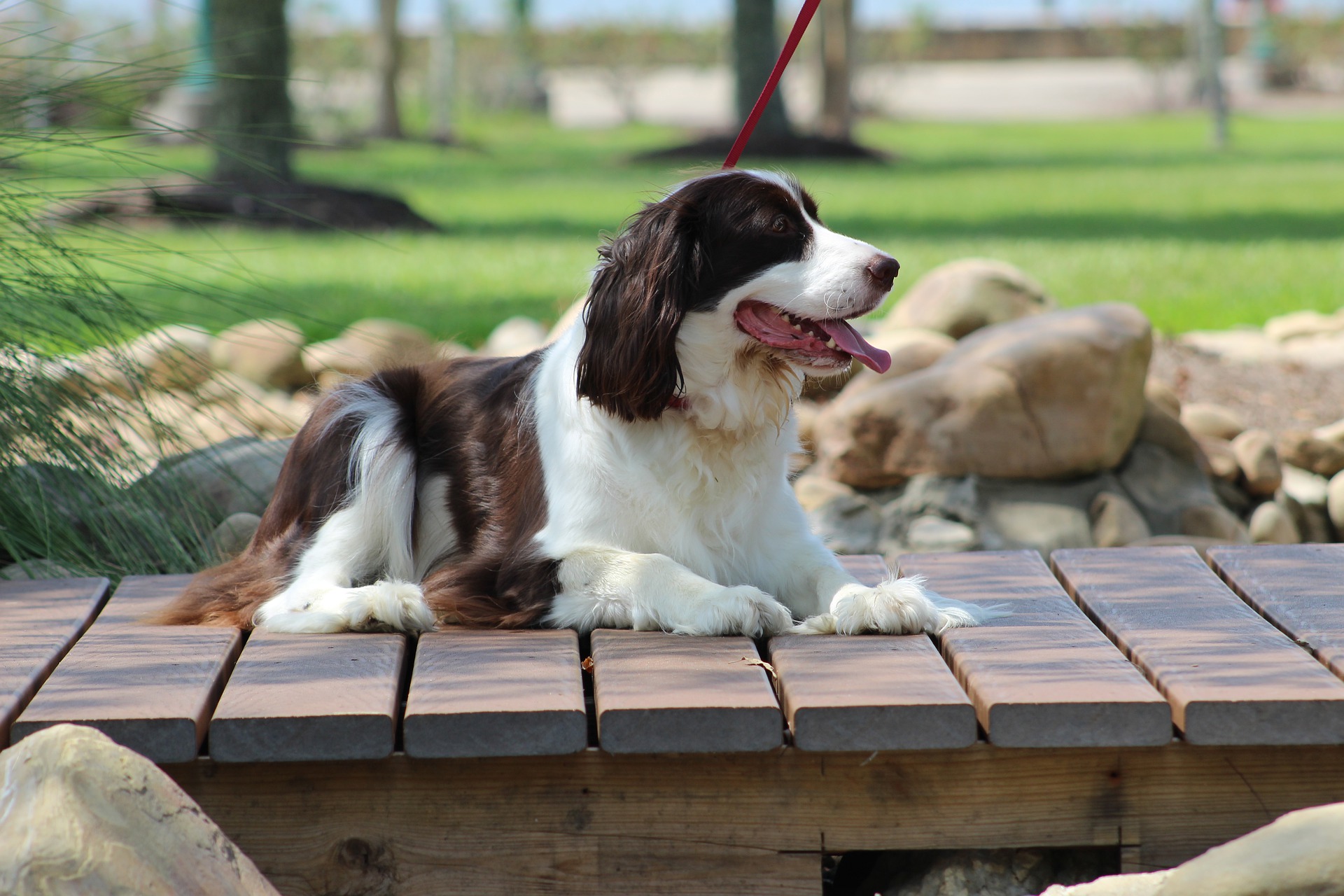 Køb engelsk springer spaniel