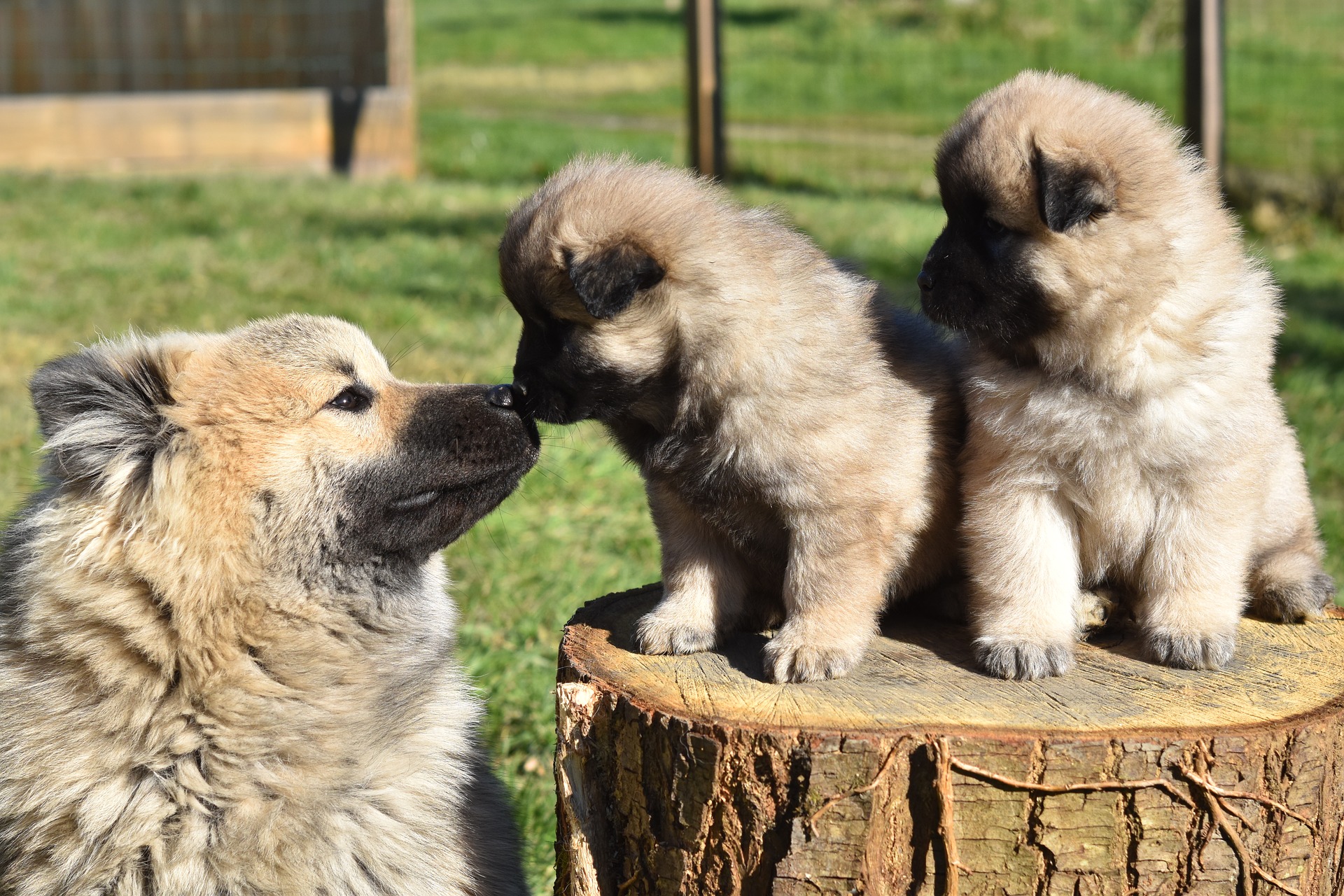 Køb eurasier