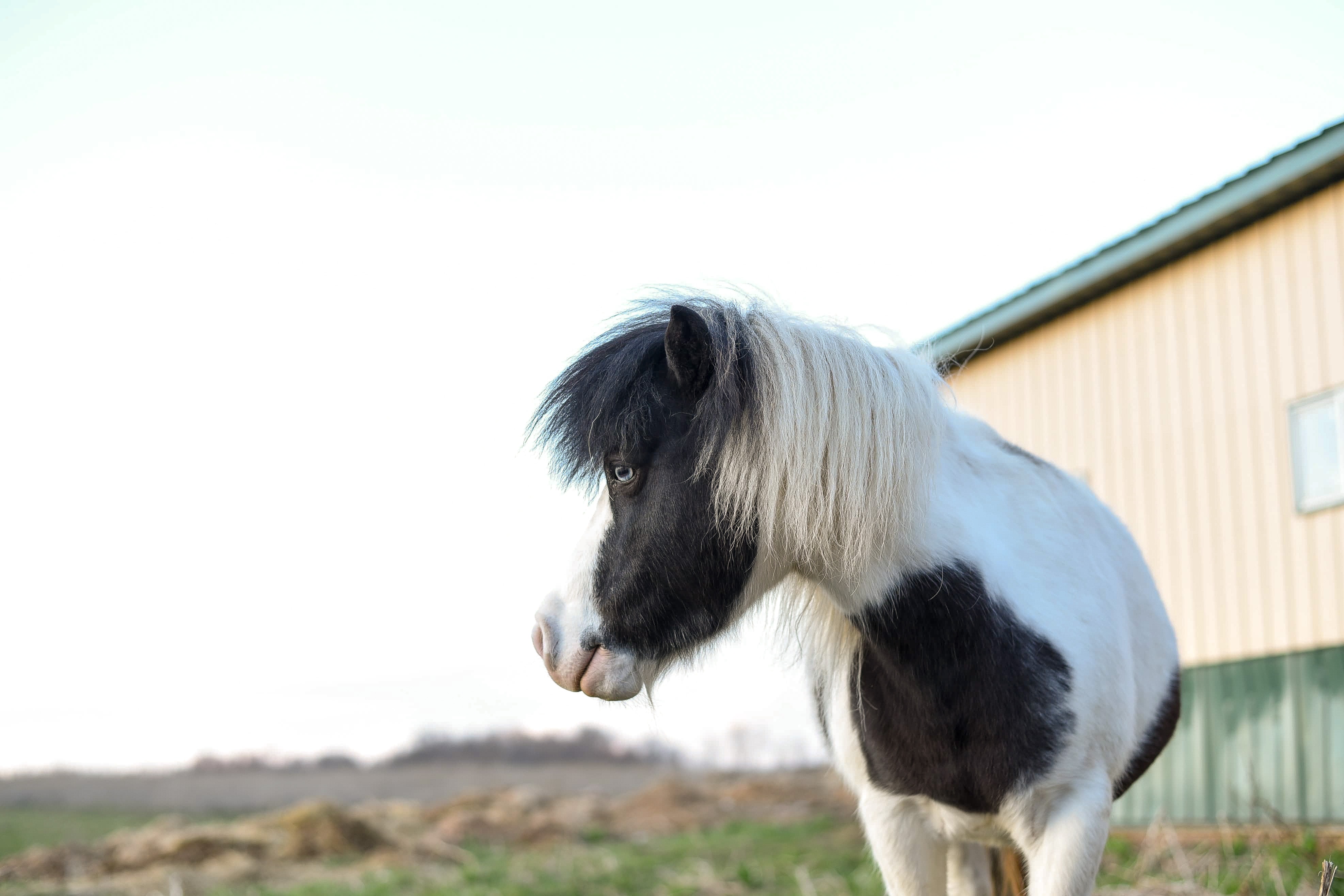 Køb falabella