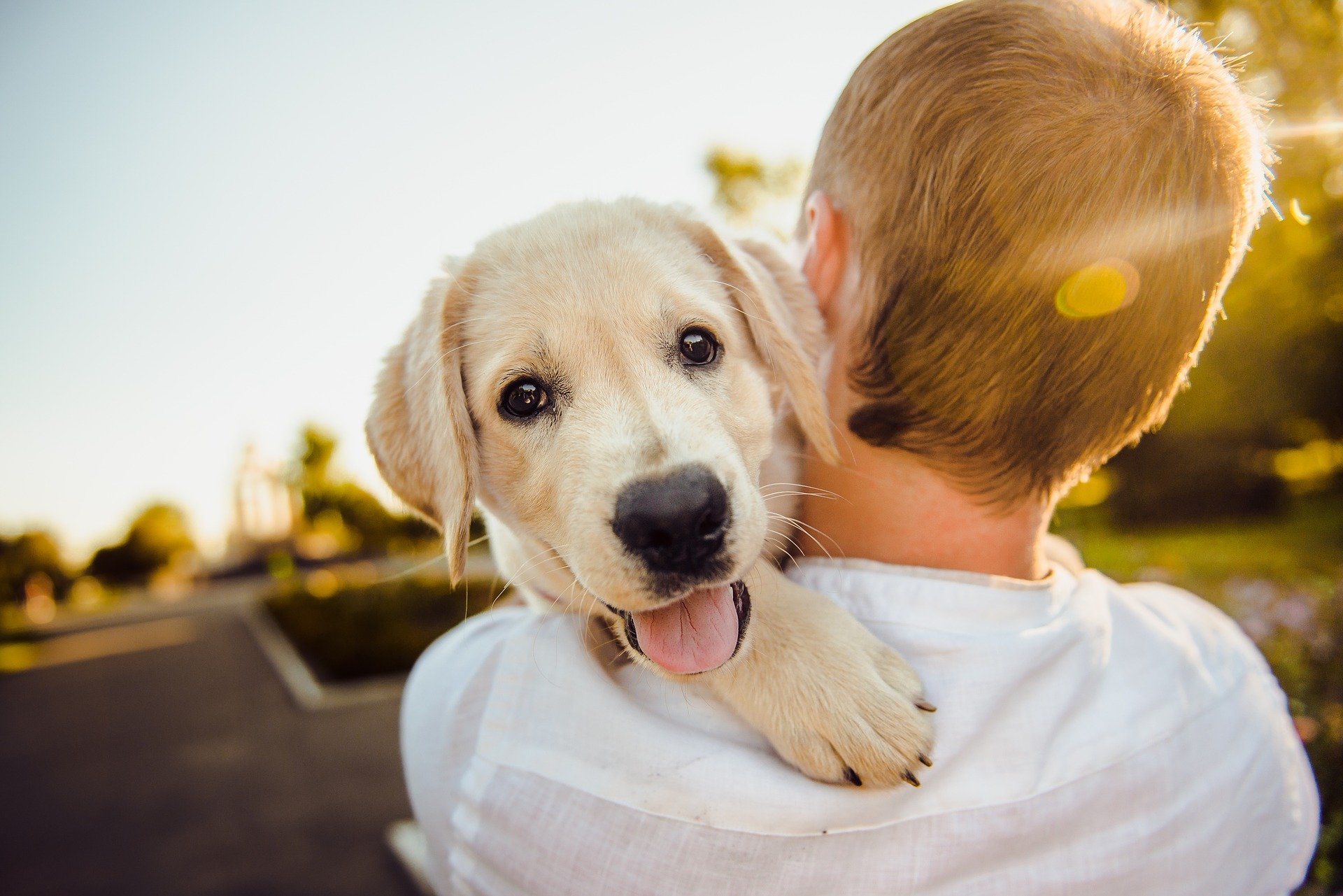 Familiehund