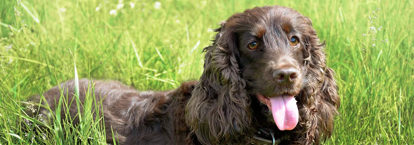 Køb field spaniel