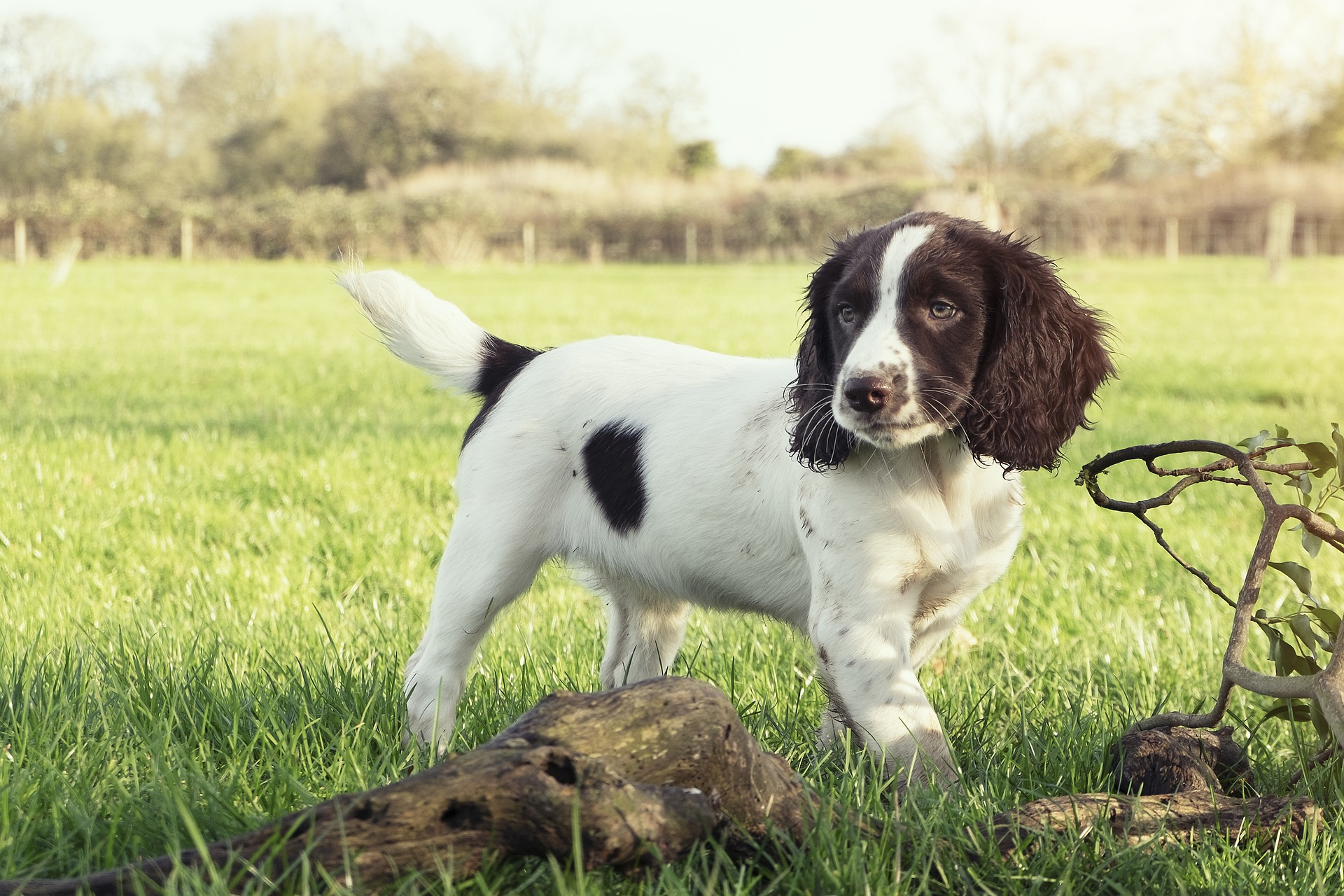 Køb field trial springer spaniel