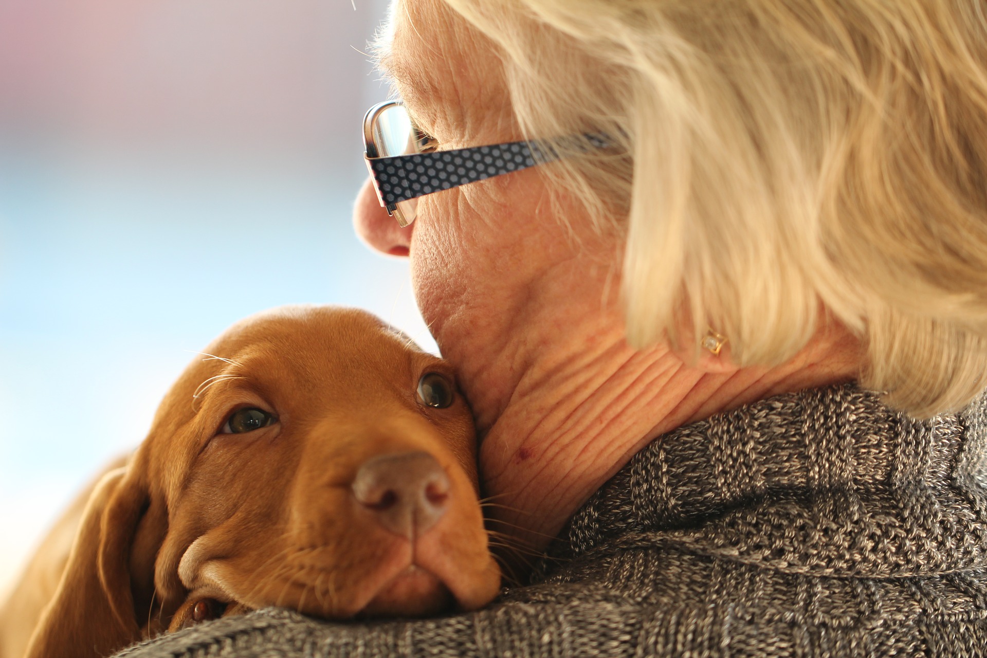 Køb vizsla