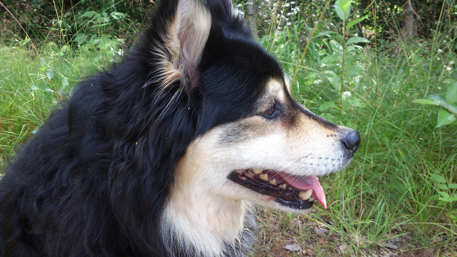 Køb finsk lapphund