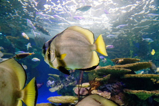 Køb flagermusfisk