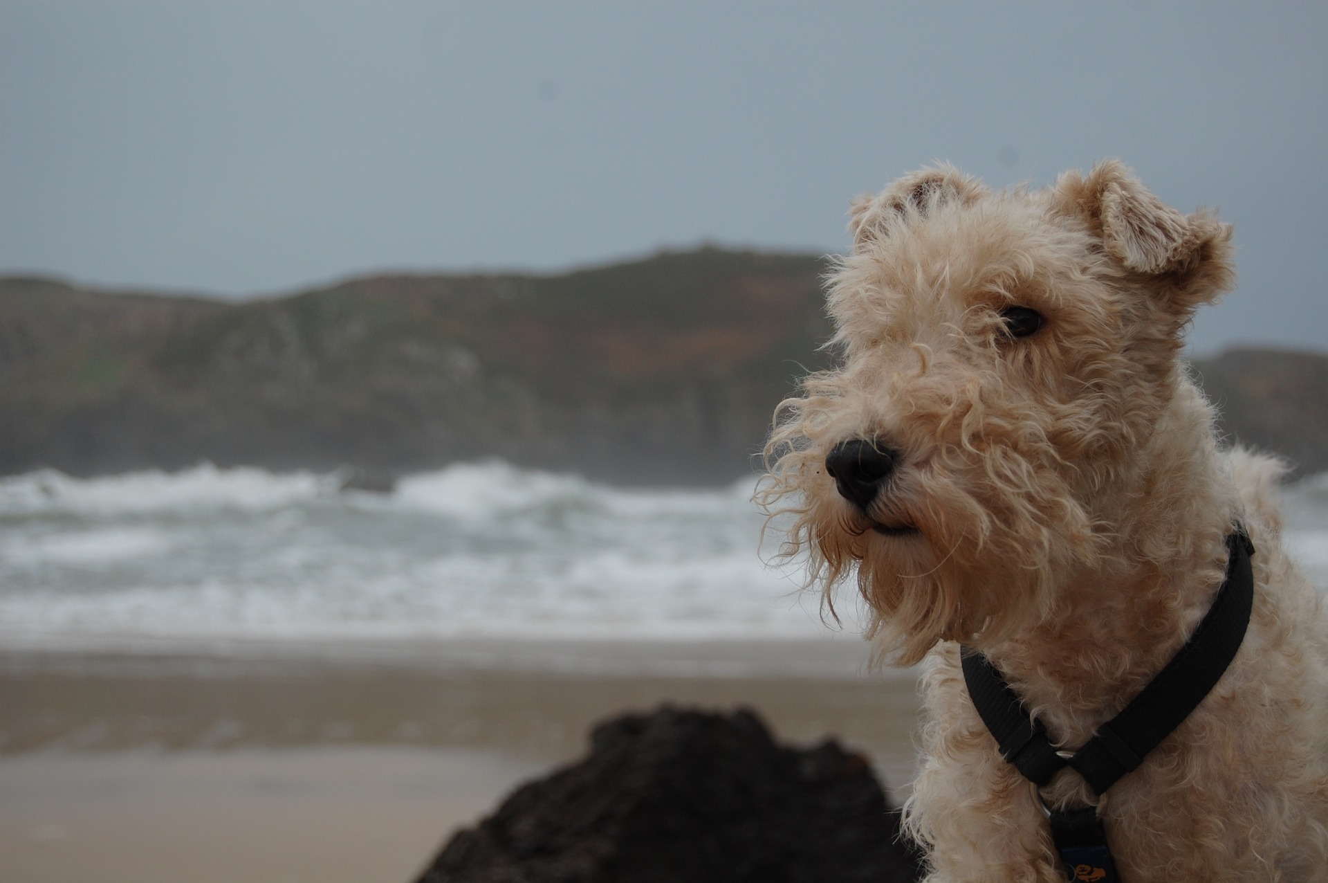 Køb foxterrier
