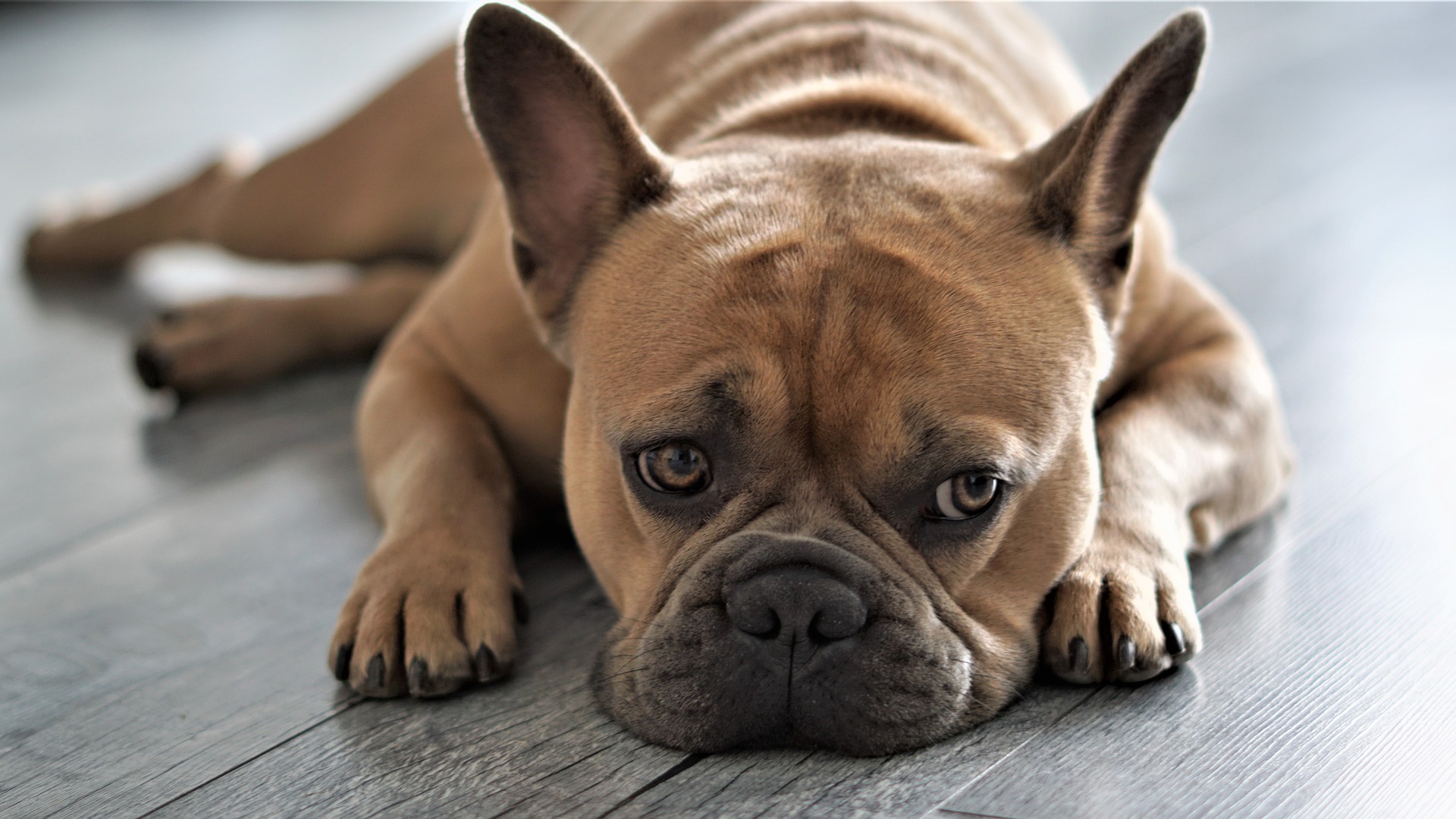 Køb fransk bulldog