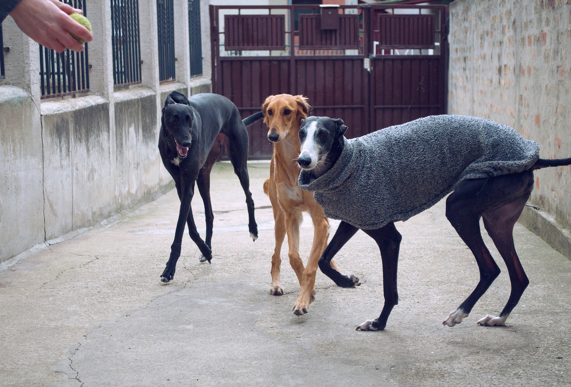 Køb galgo español