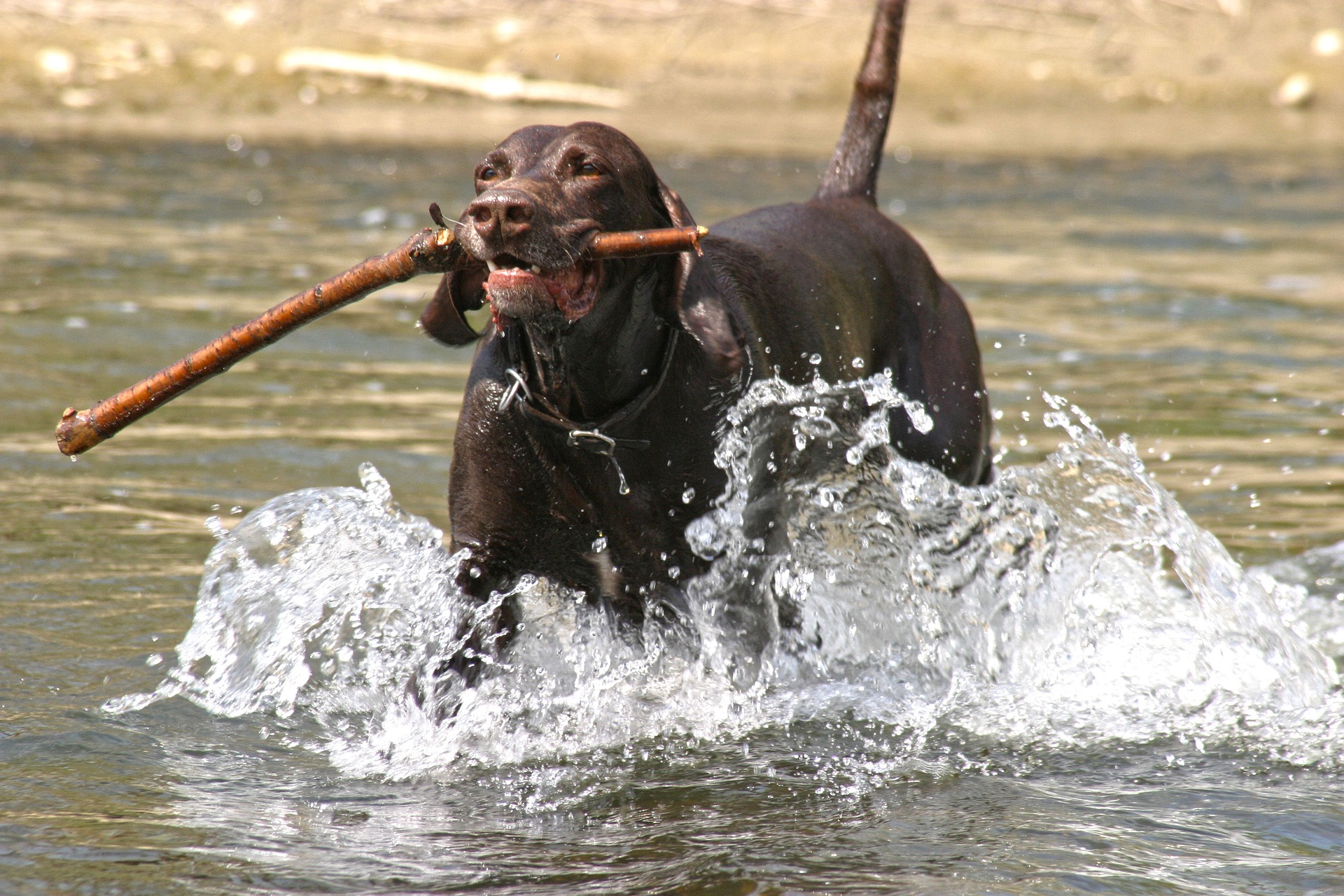 Køb gammel dansk hønsehund
