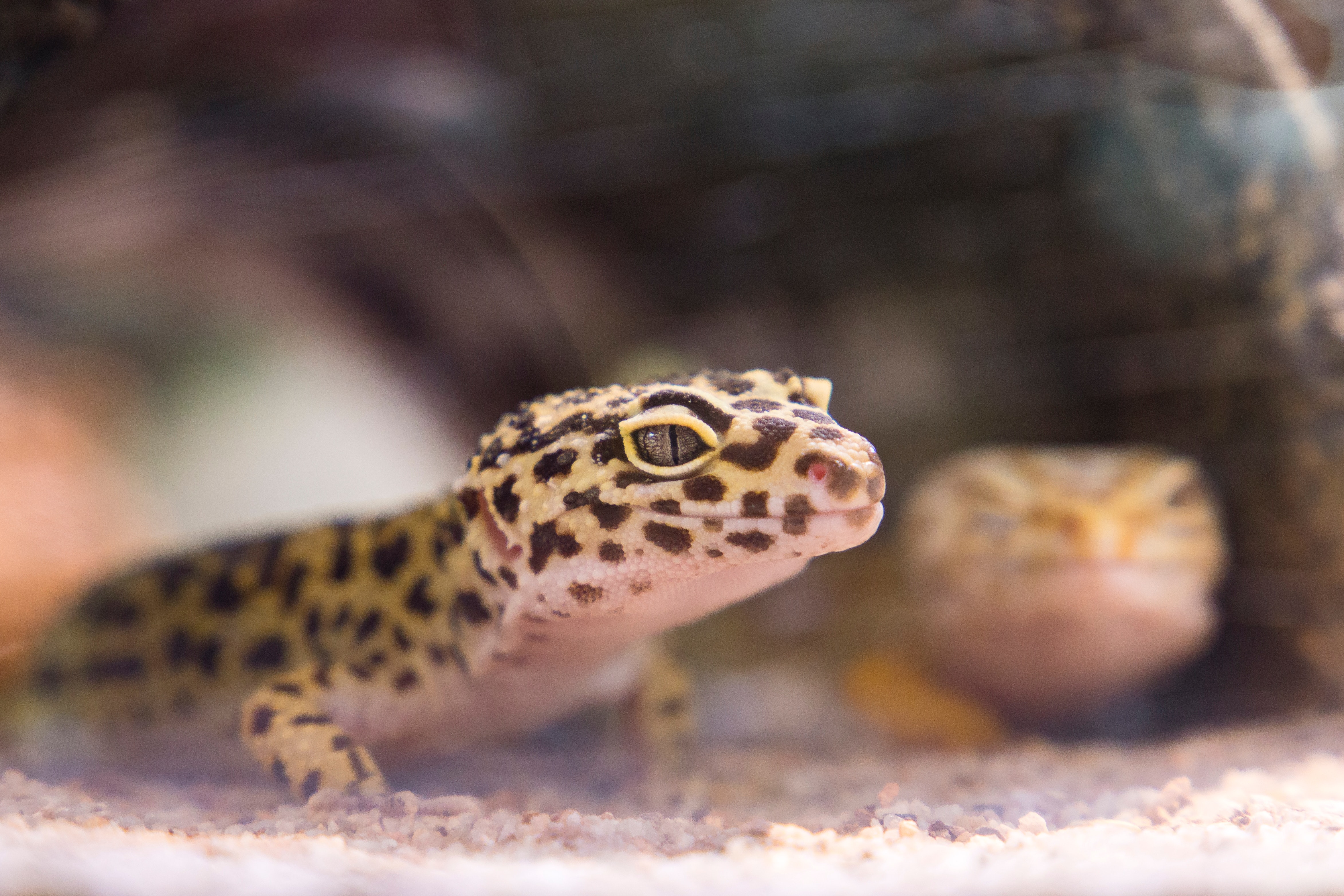 Køb gekko