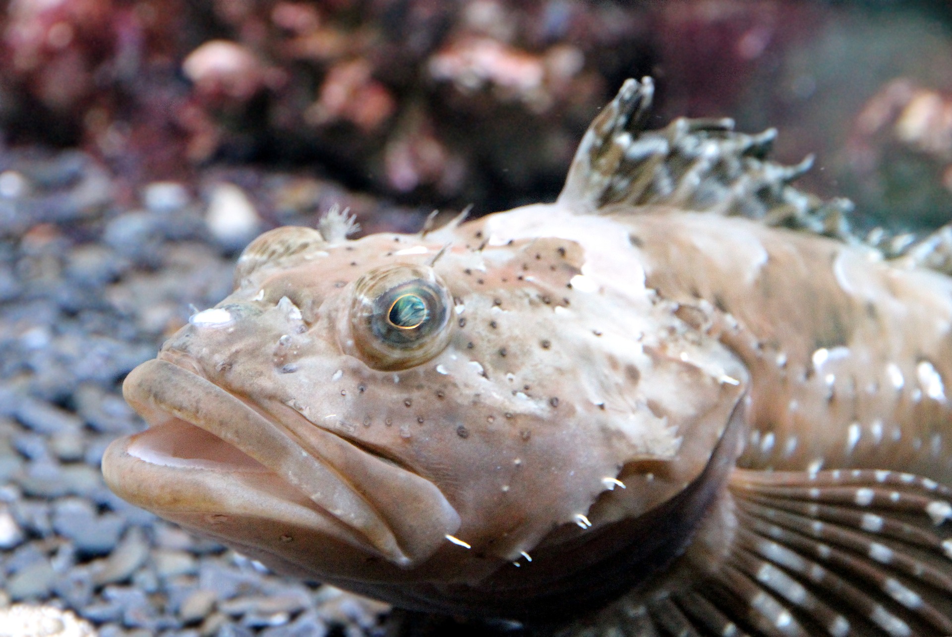 Køb goby