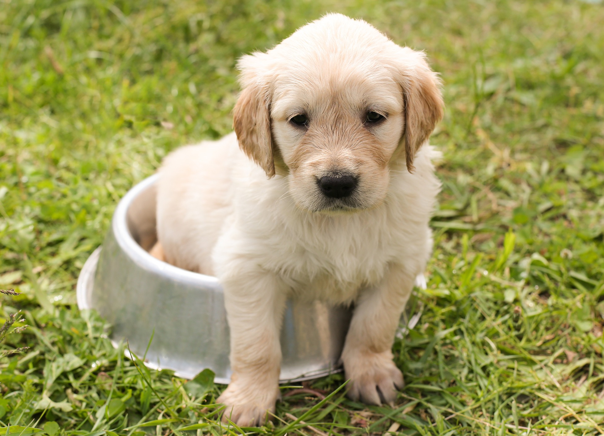 Golden Retriever - En ven for livet
