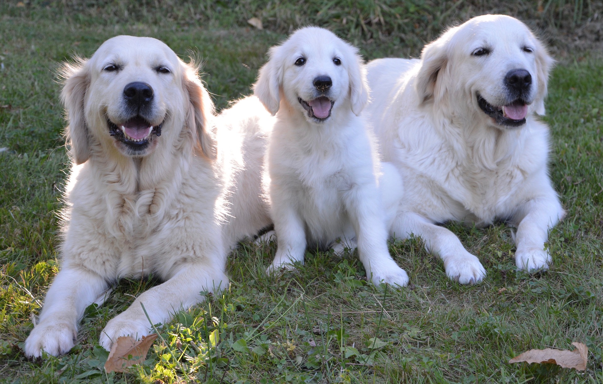 Køb golden retriever
