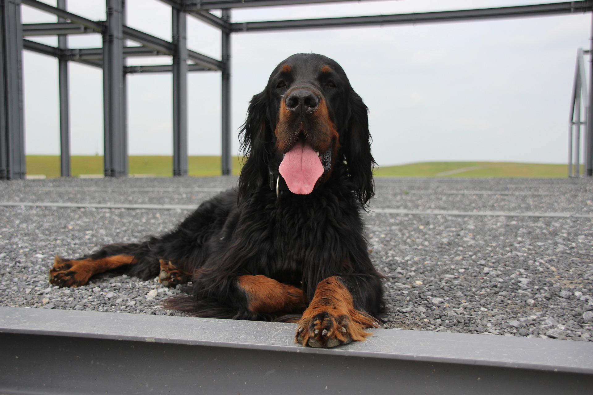 Køb gordon setter