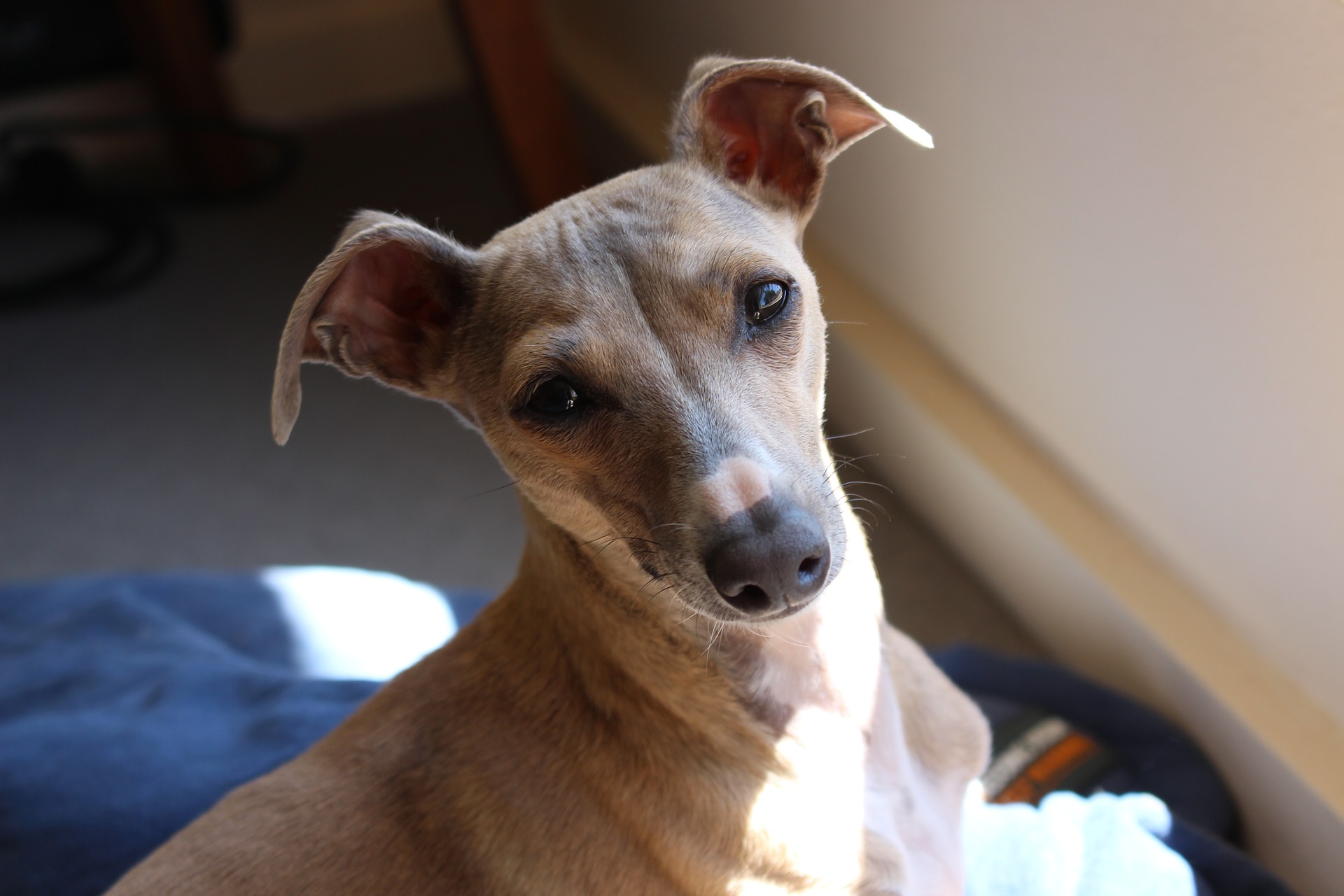 Køb greyhound