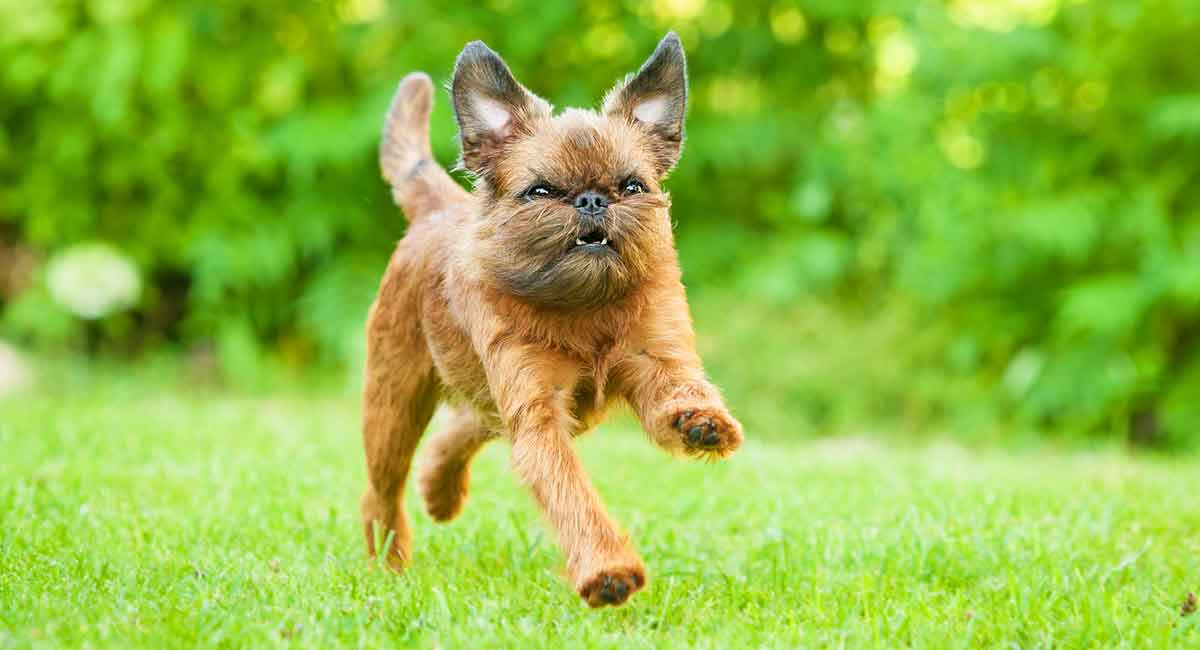 Køb griffon bruxellois
