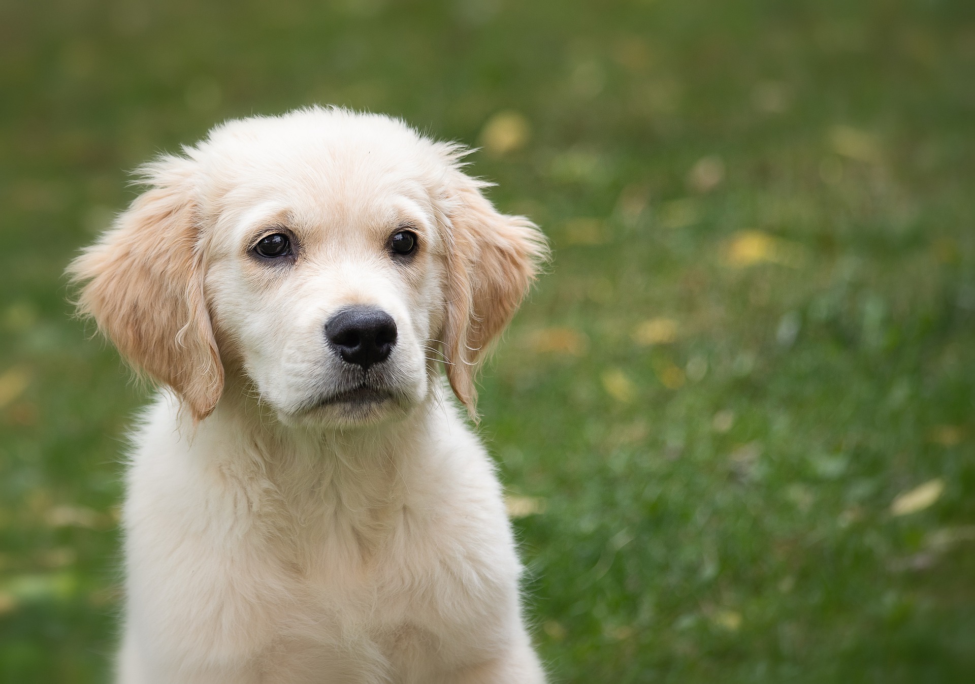 Hunde som bortgives