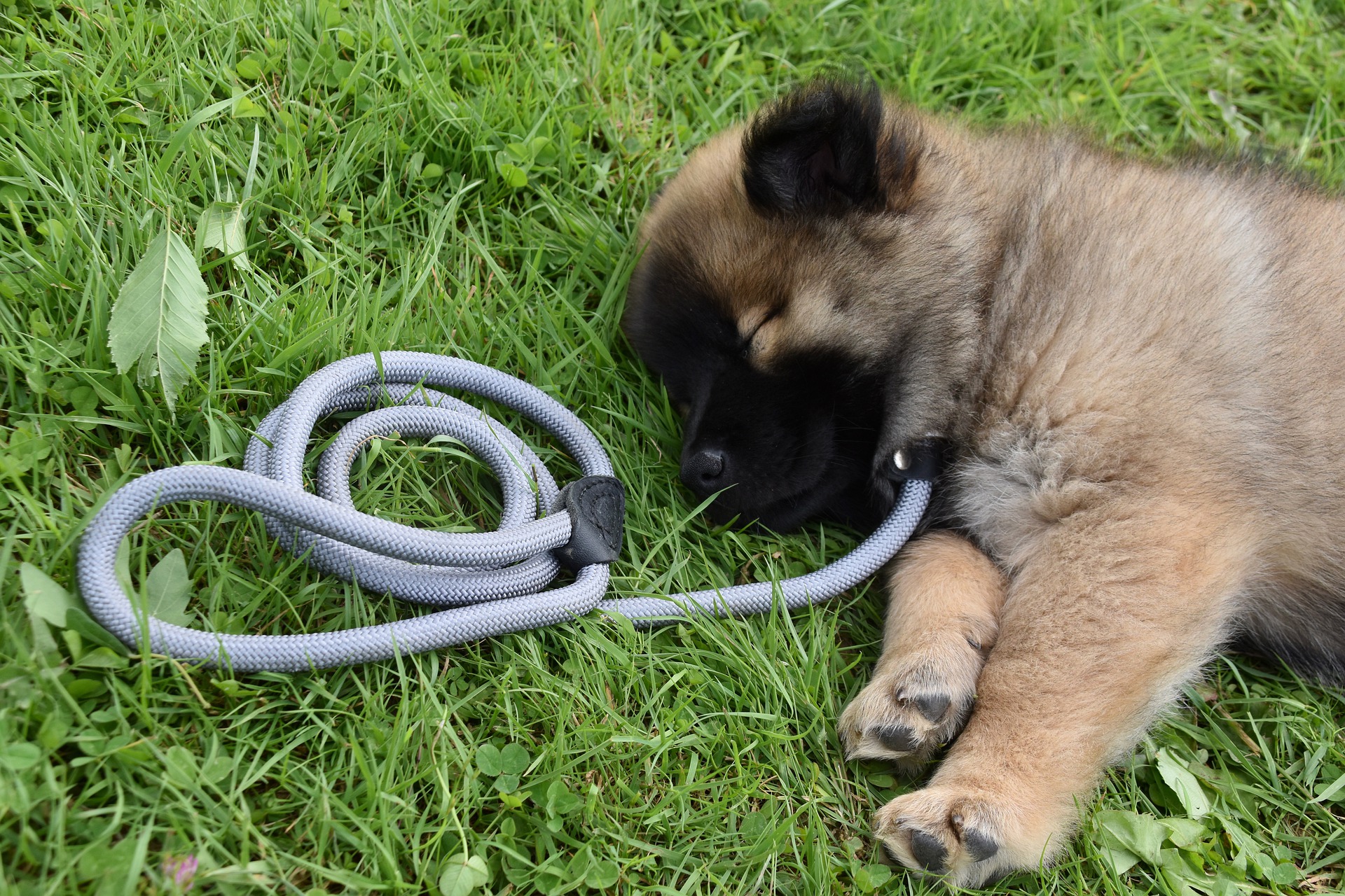 Hvad skal man være opmærksom på hvis man skal sælger sin hund?