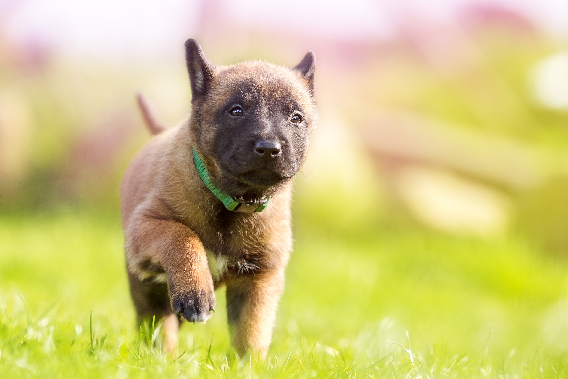 Hvorfor er hunden menneskets bedste ven?