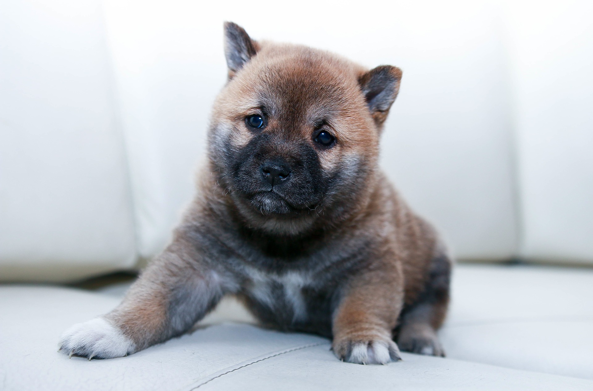 Kan din hund ikke finde ro? 
