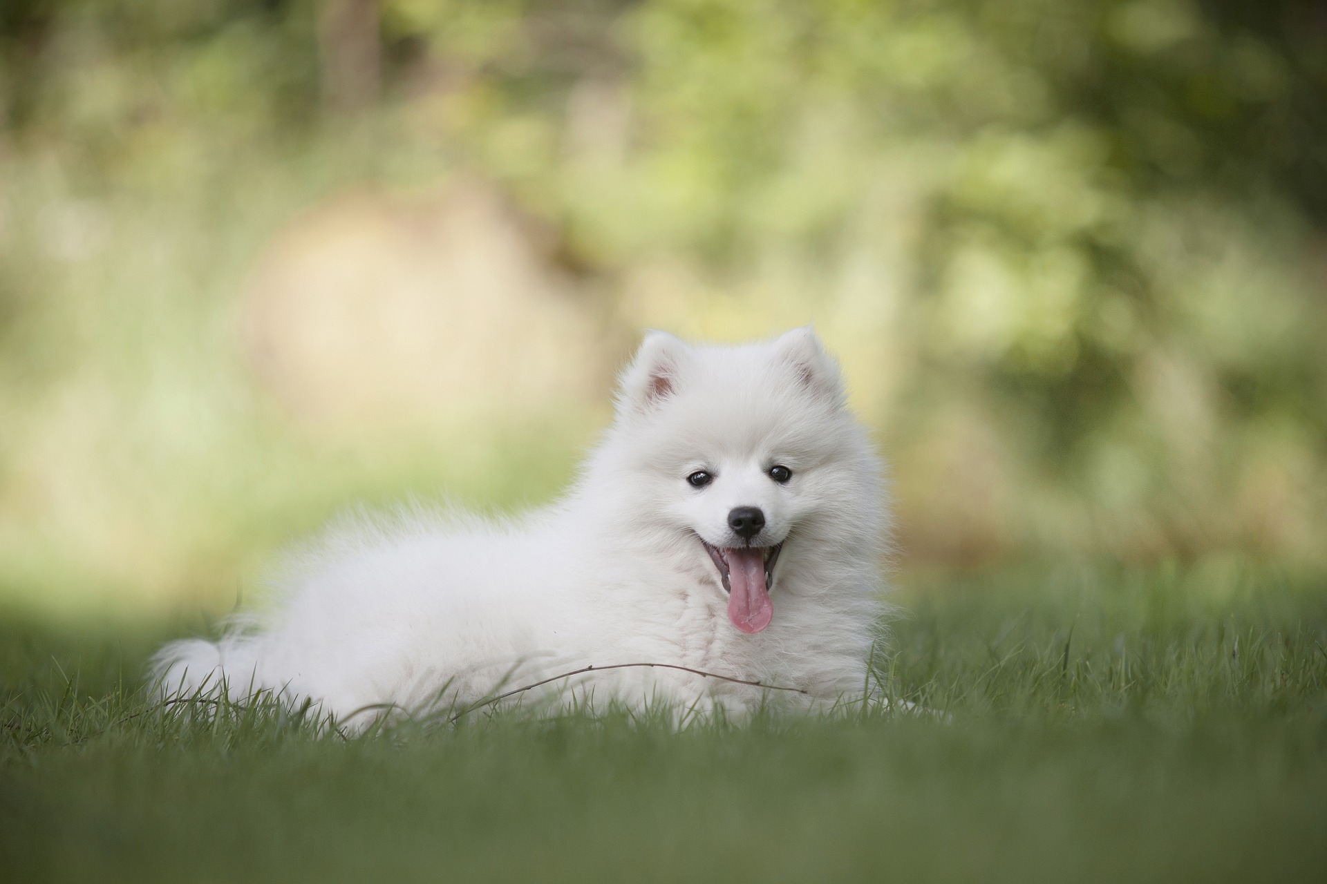 Køb keeshond
