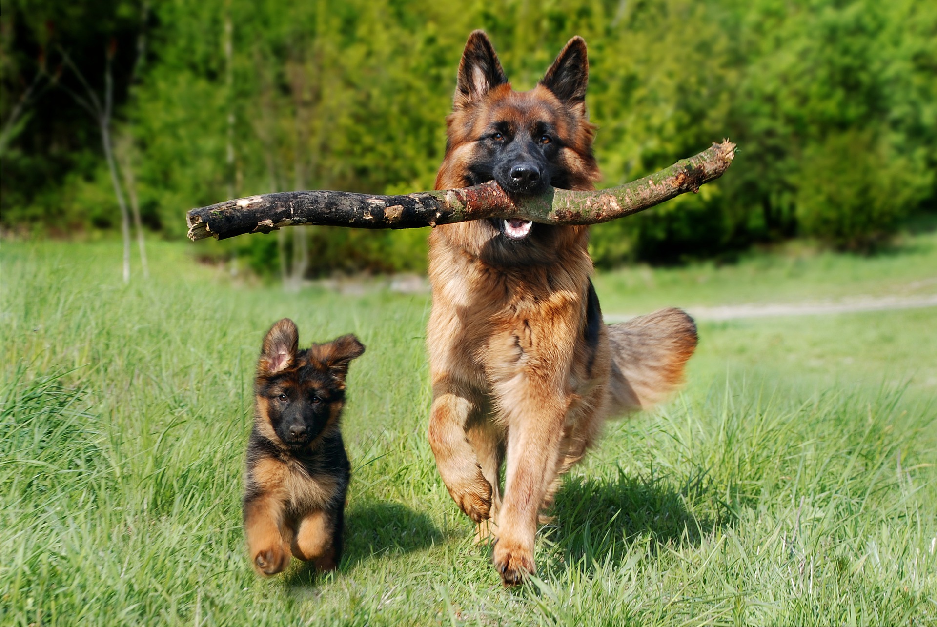Køb og salg af hunde