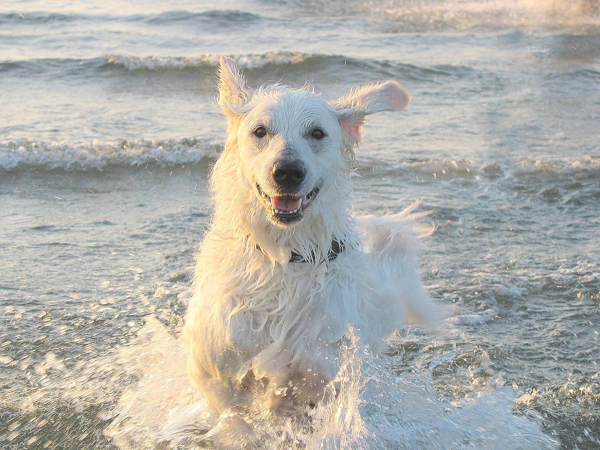 Køb kuvasz