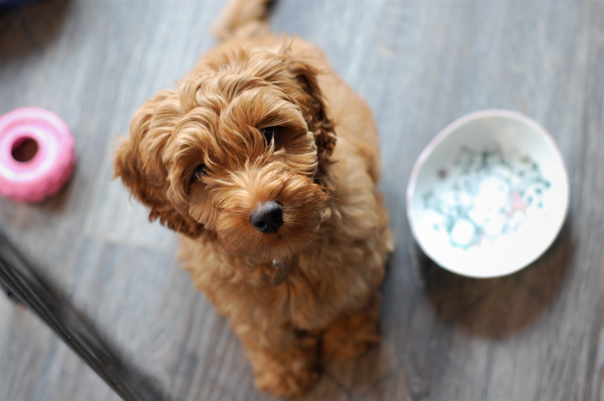 Køb labradoodle