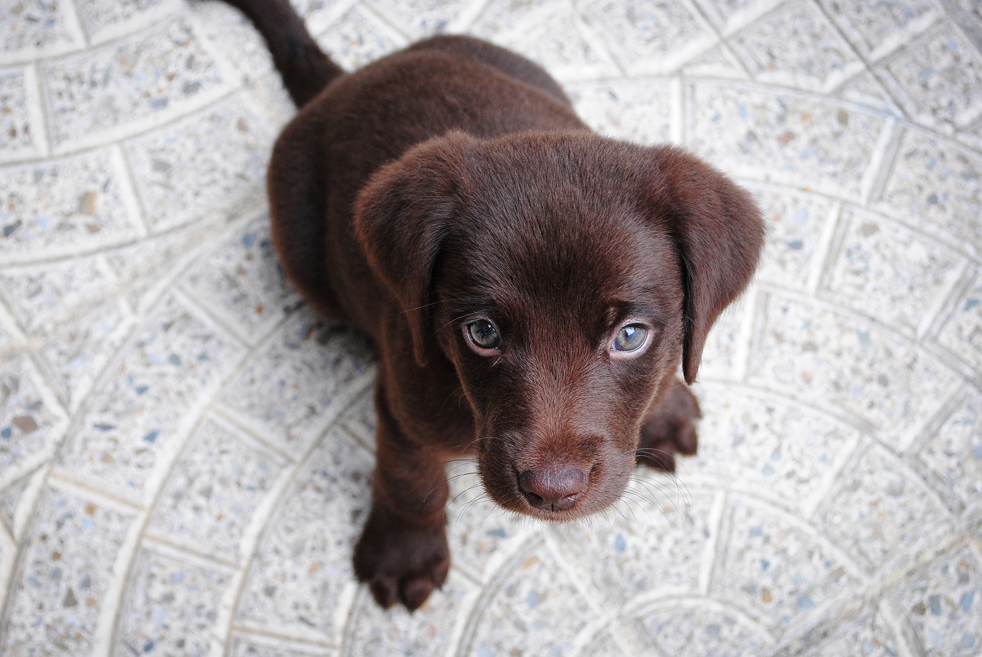 Køb labrador retriever