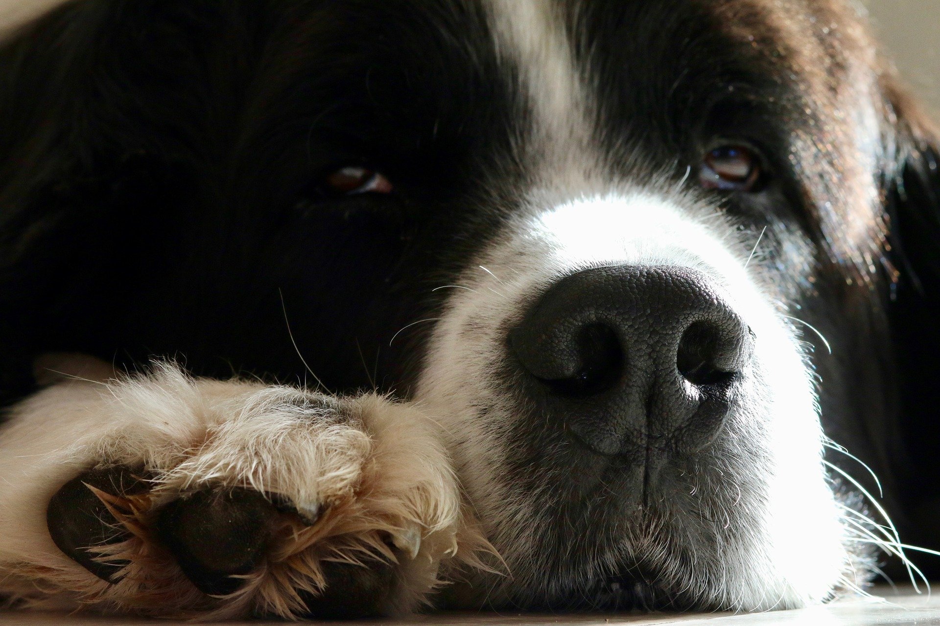 Køb landseer