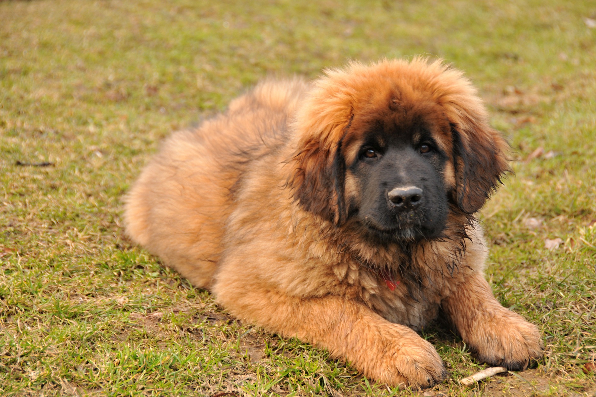 Køb leonberger