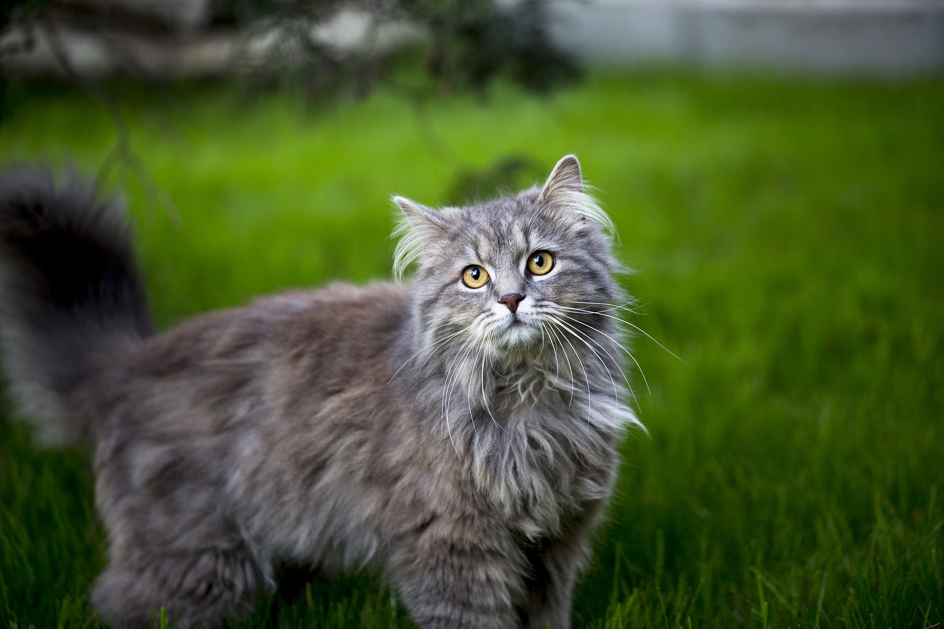 Køb maine coon