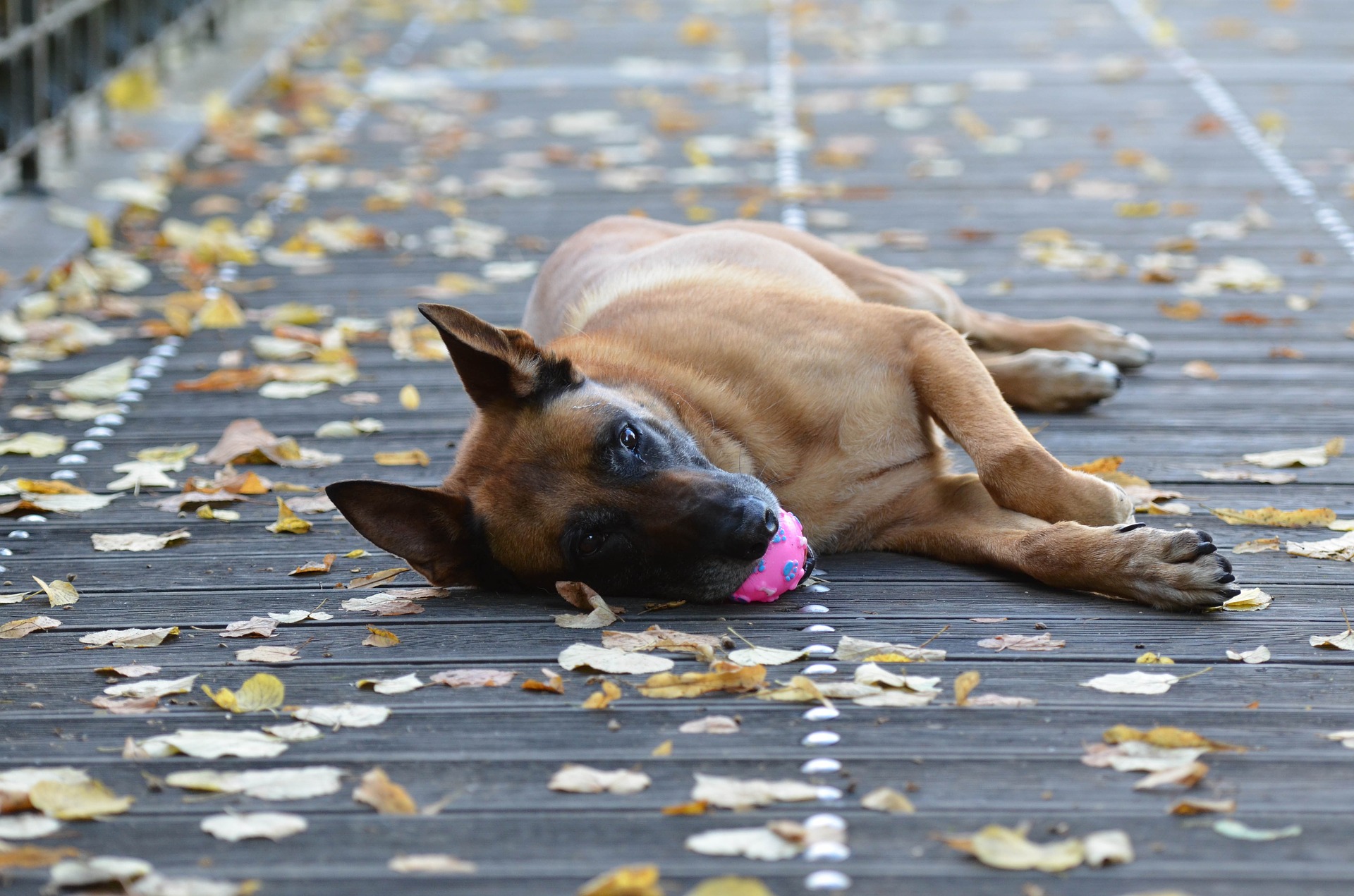 Køb malinois