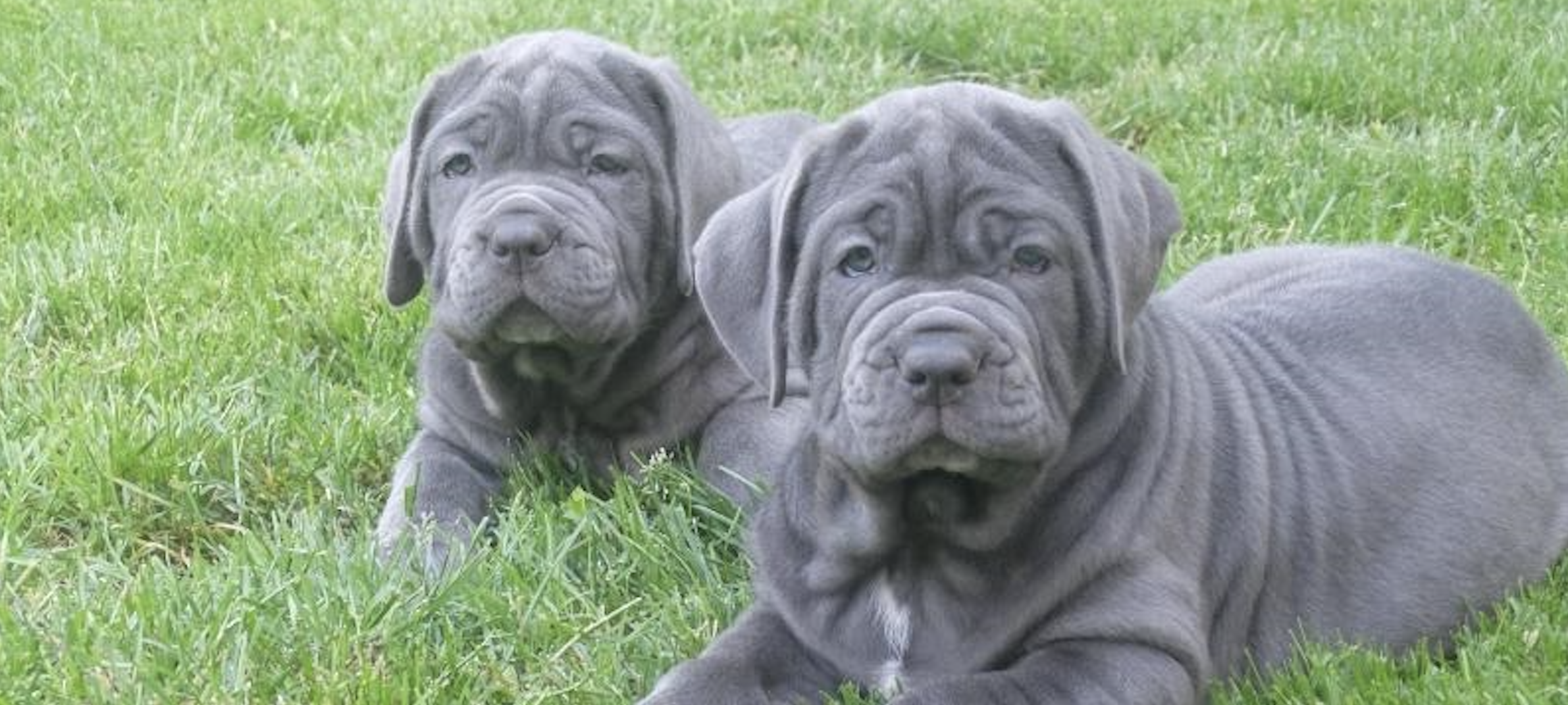 Køb mastino napoletano