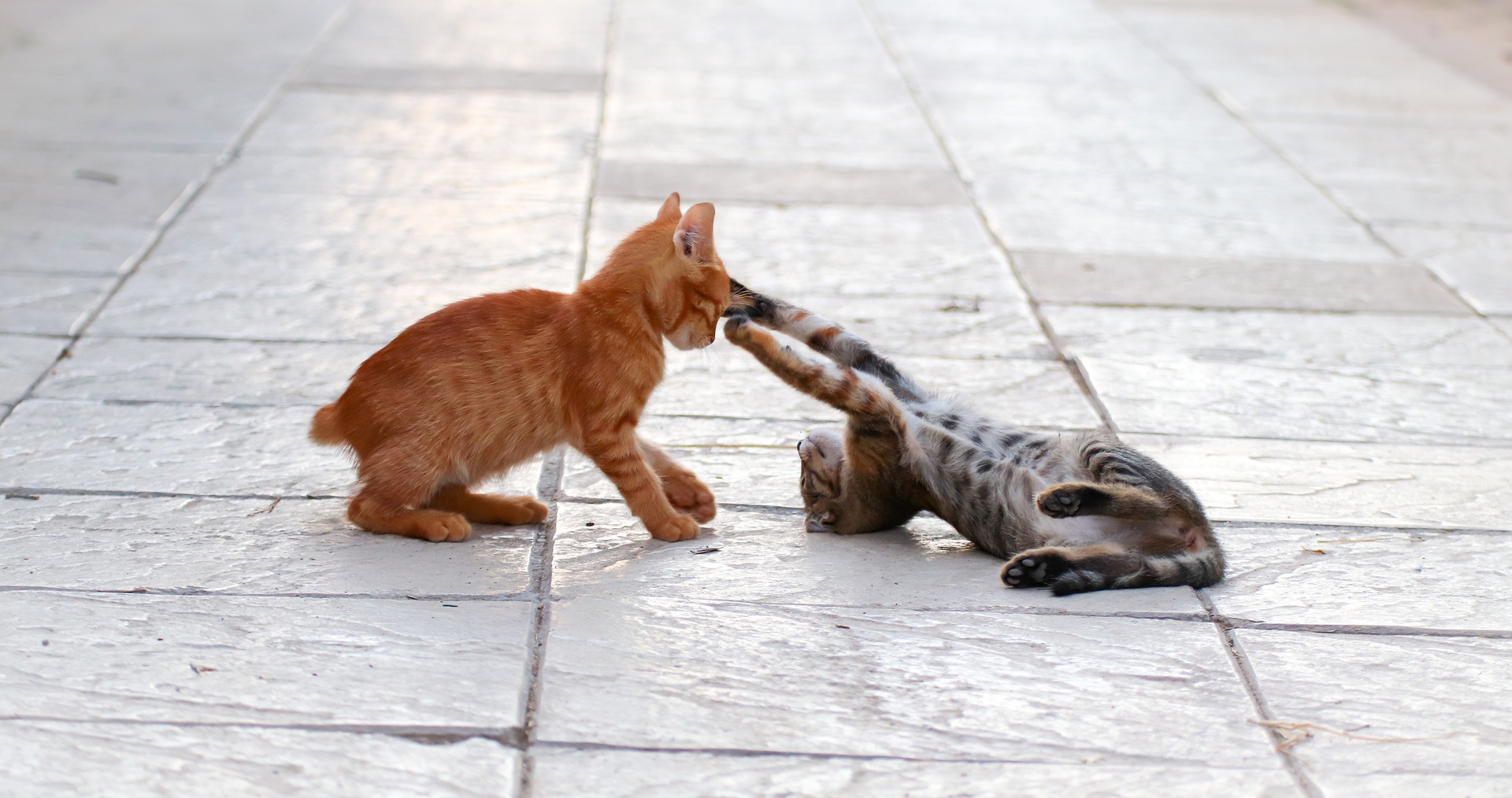Køb ocicat