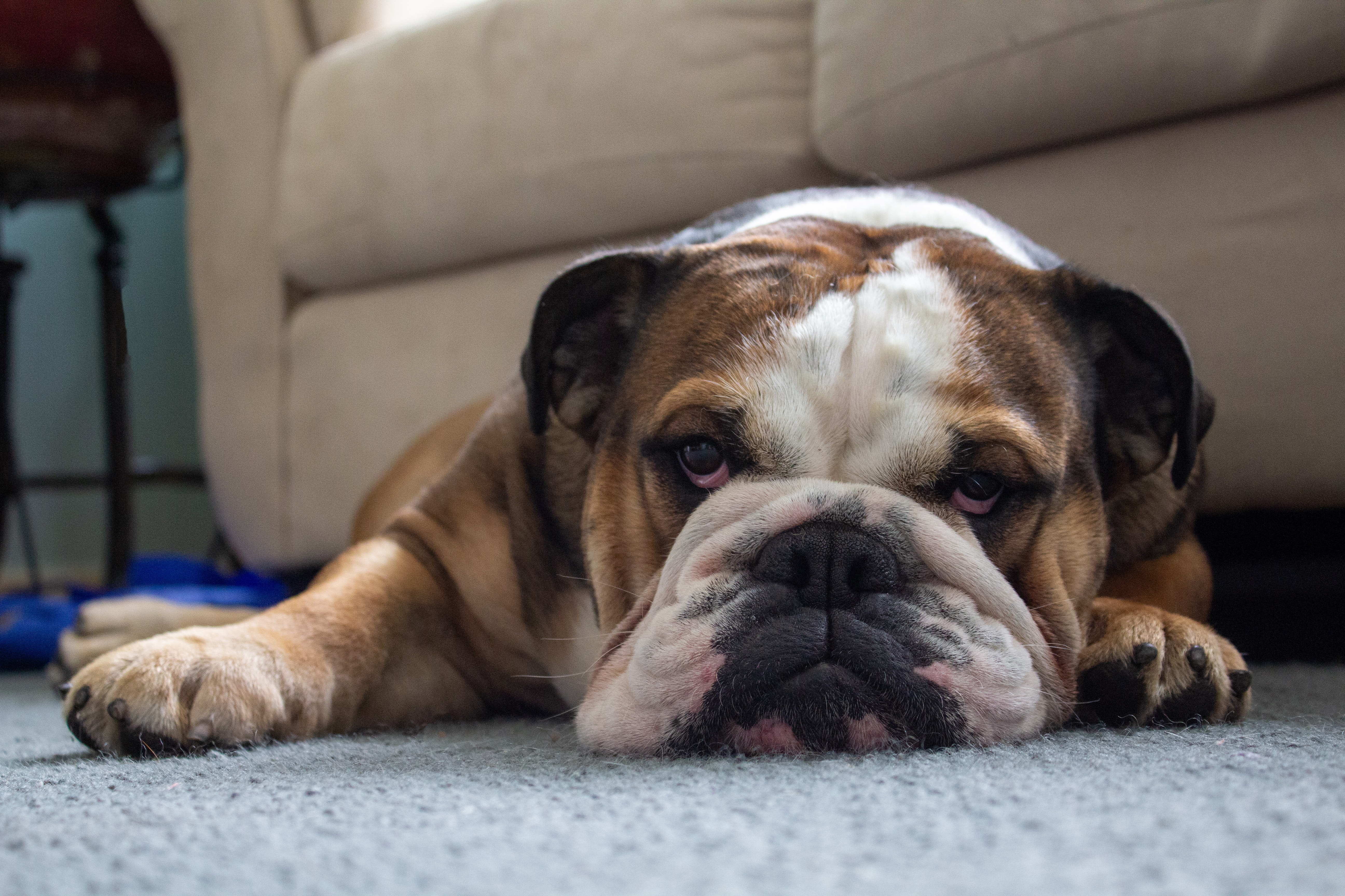 Køb old english bulldog