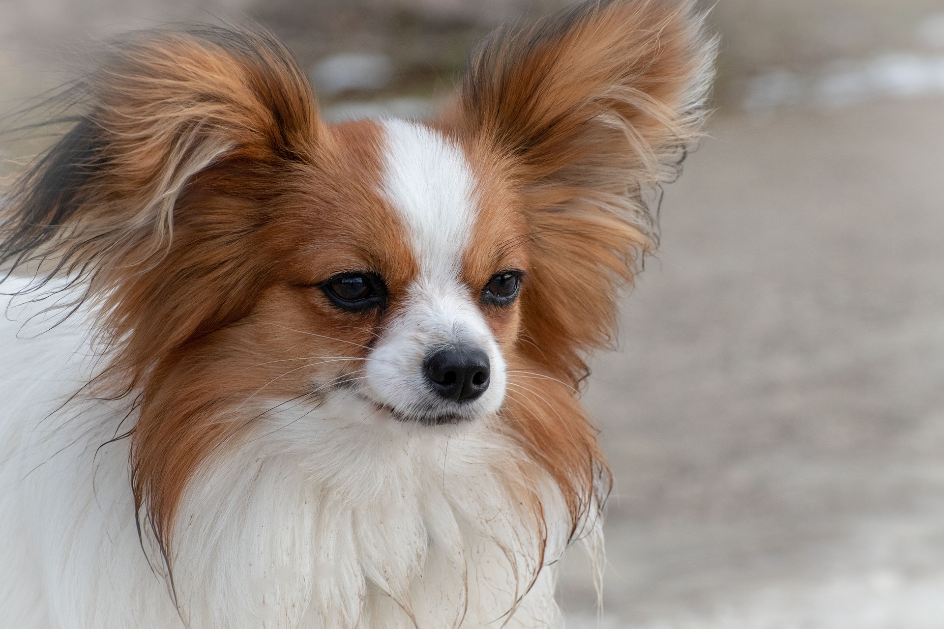 Køb papillon