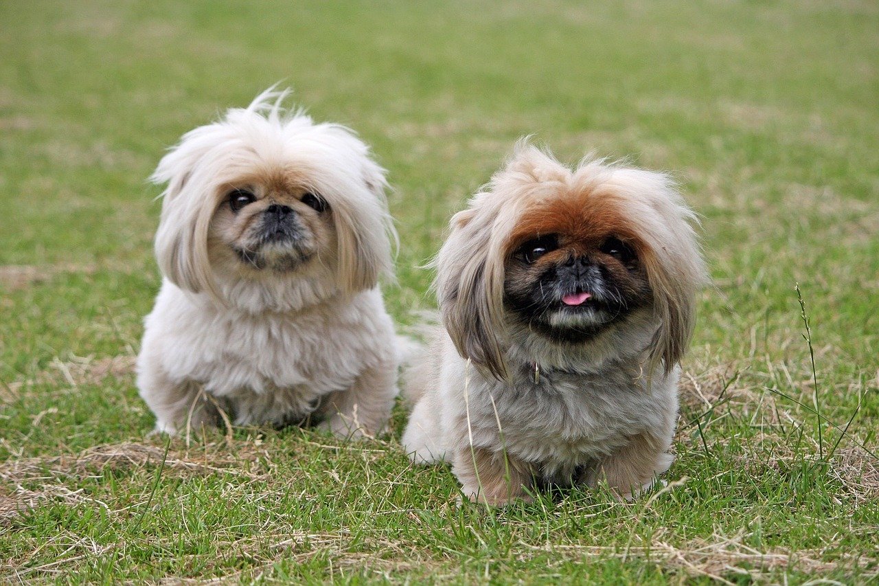 Køb pekingeser